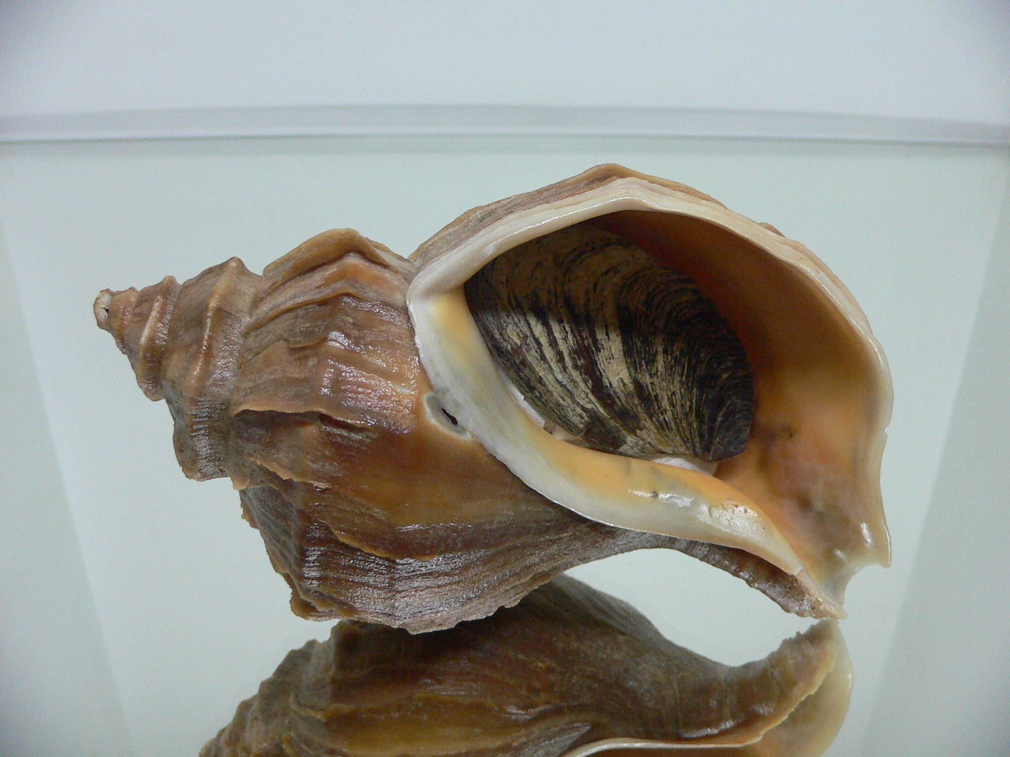 Neptunea polycostata polycostata COLOR