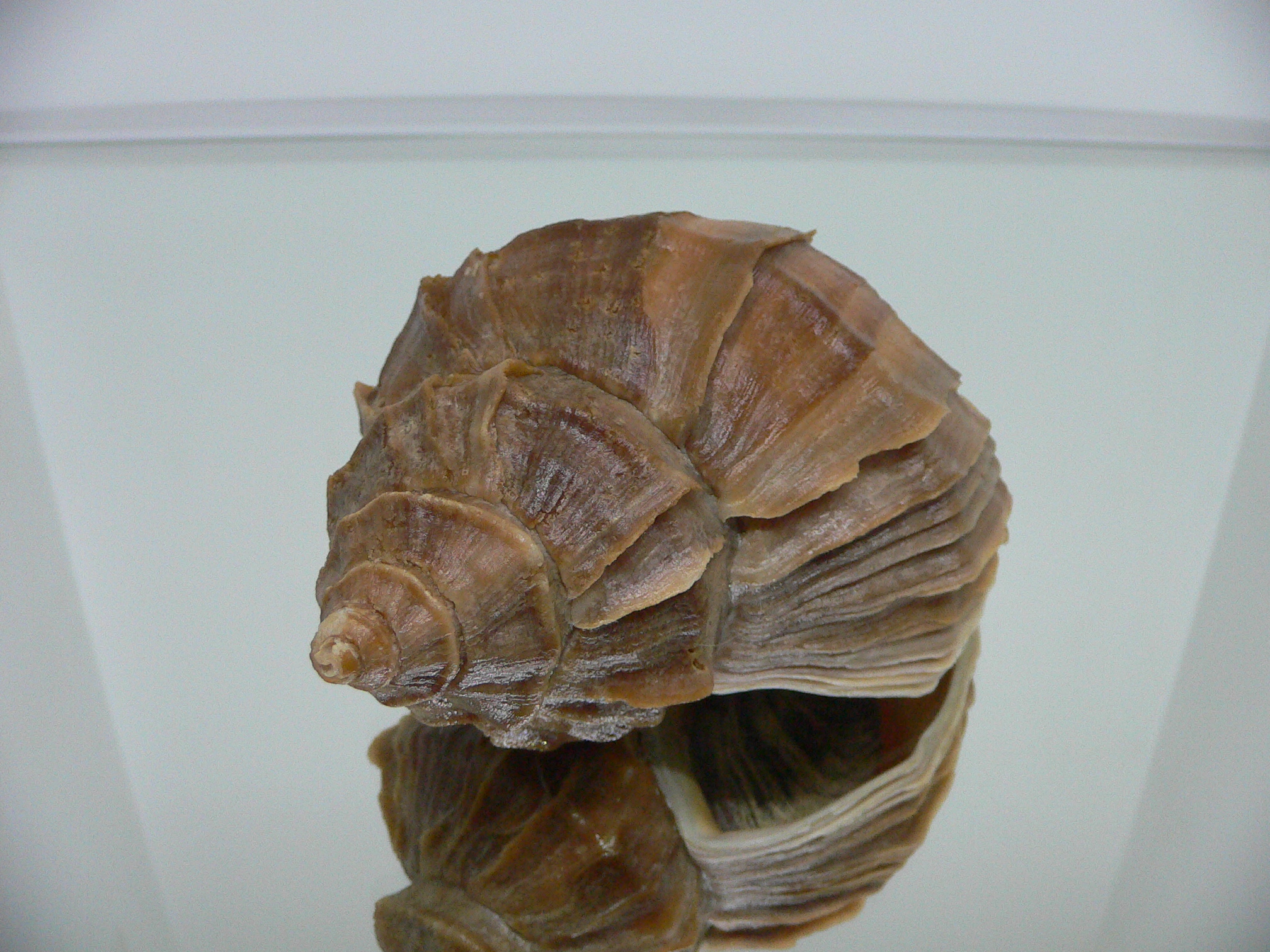 Neptunea polycostata polycostata COLOR