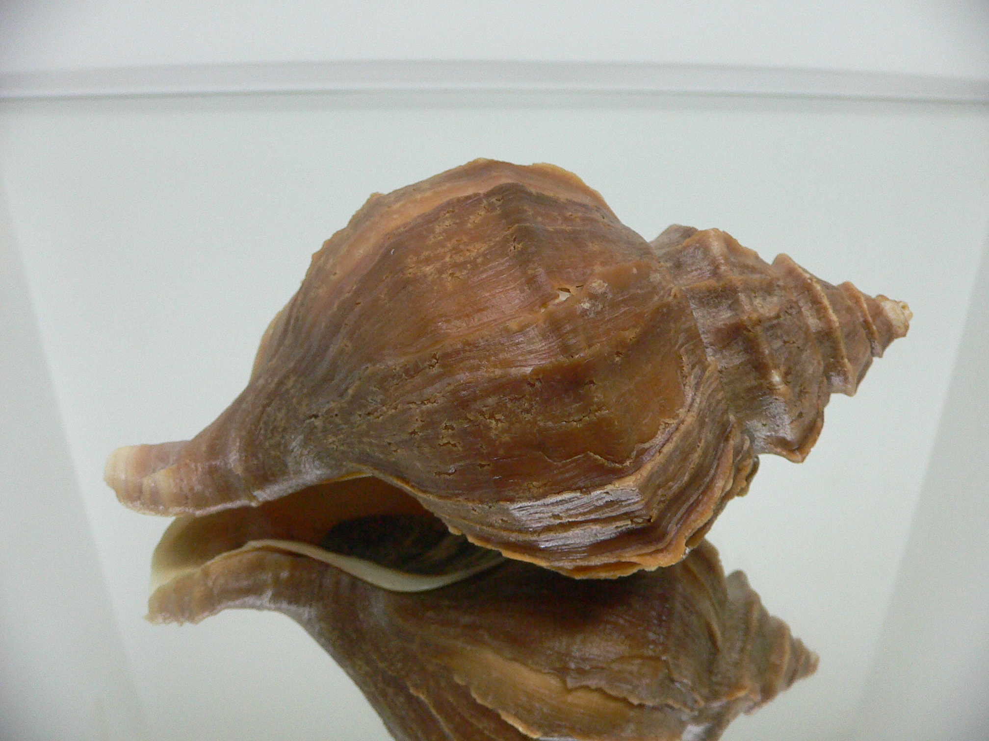 Neptunea polycostata polycostata COLOR
