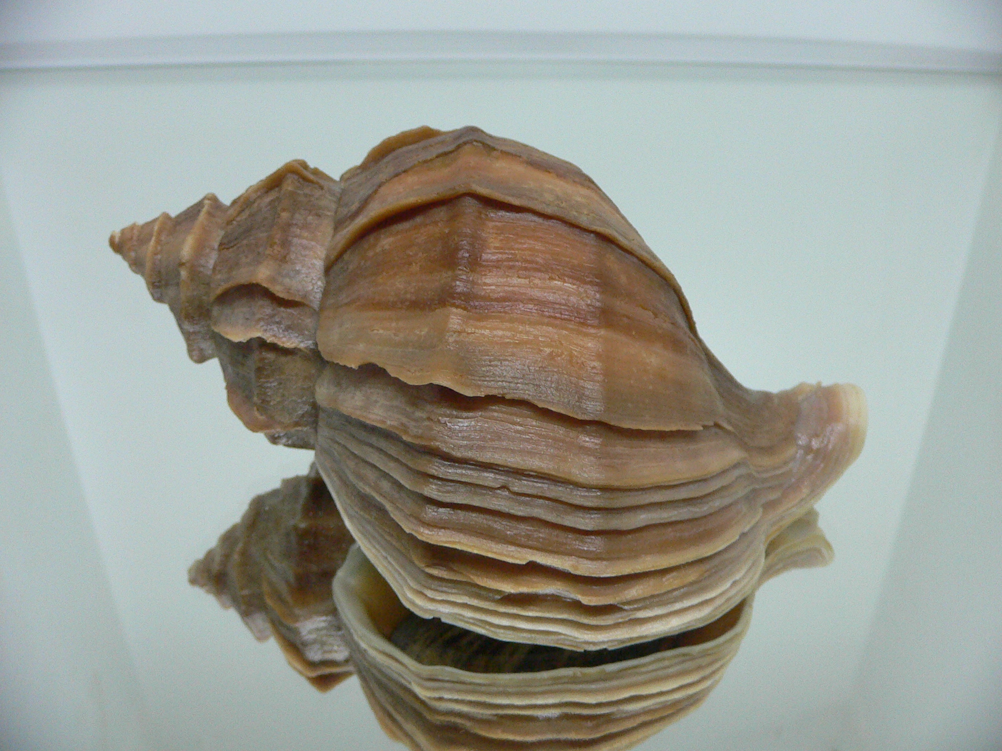 Neptunea polycostata polycostata COLOR