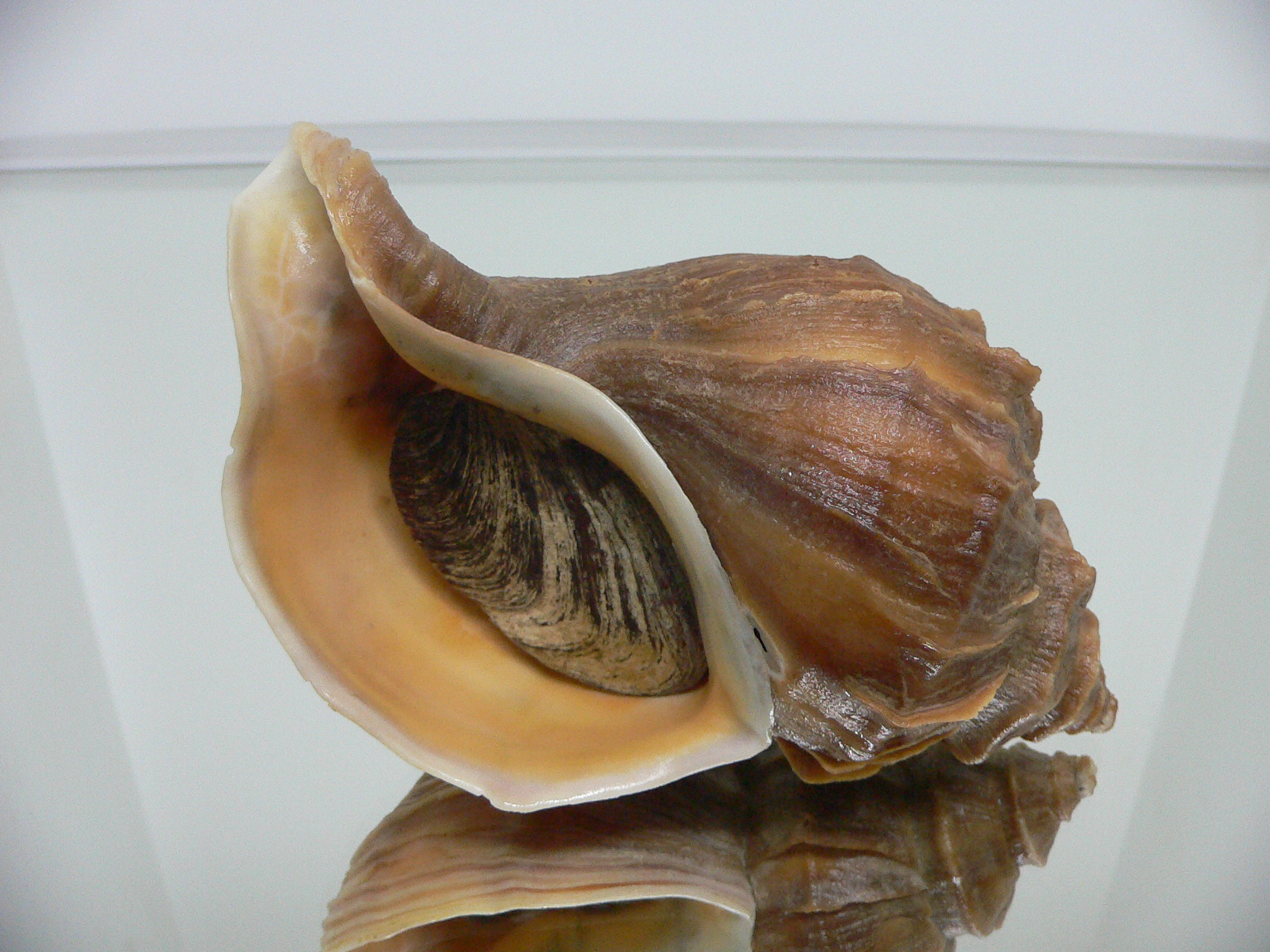 Neptunea polycostata polycostata COLOR