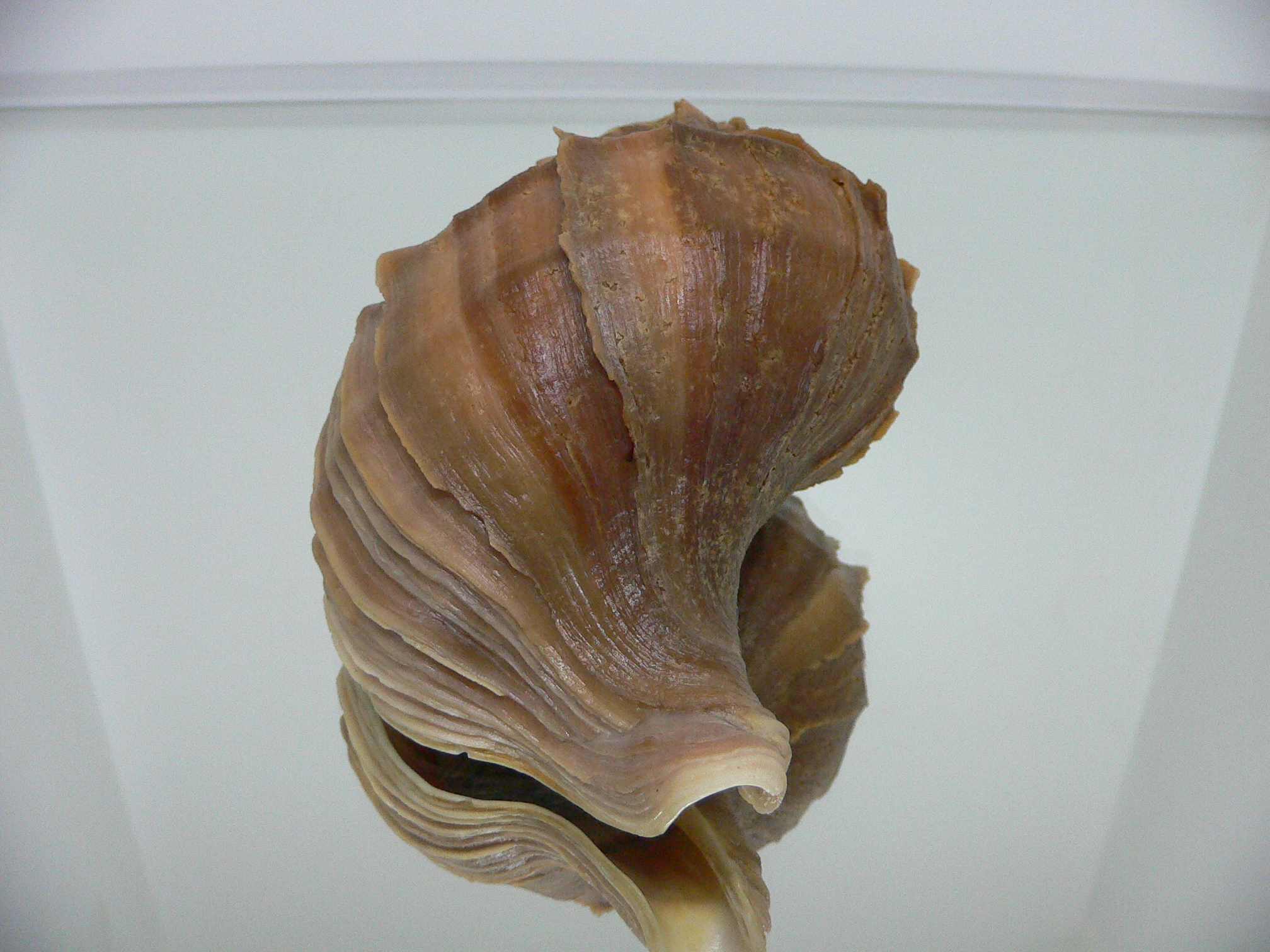 Neptunea polycostata polycostata COLOR