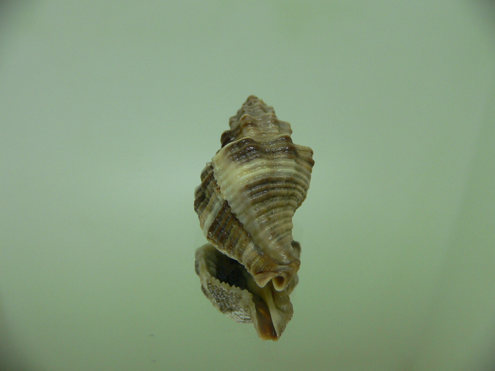 Lataxiena blosvillei