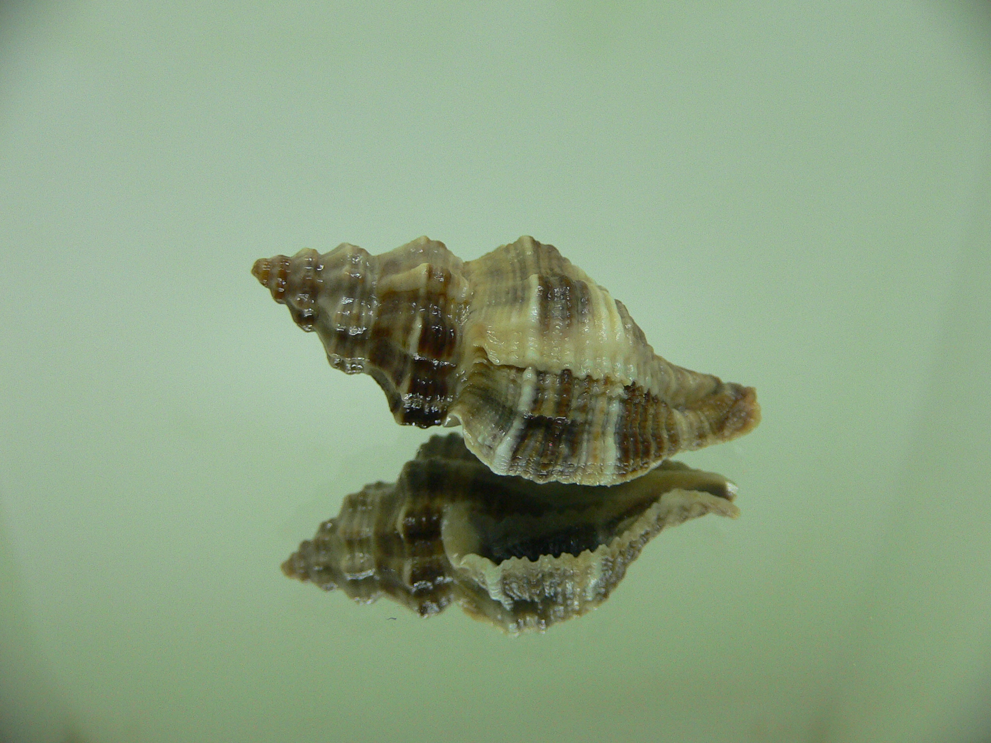 Lataxiena blosvillei