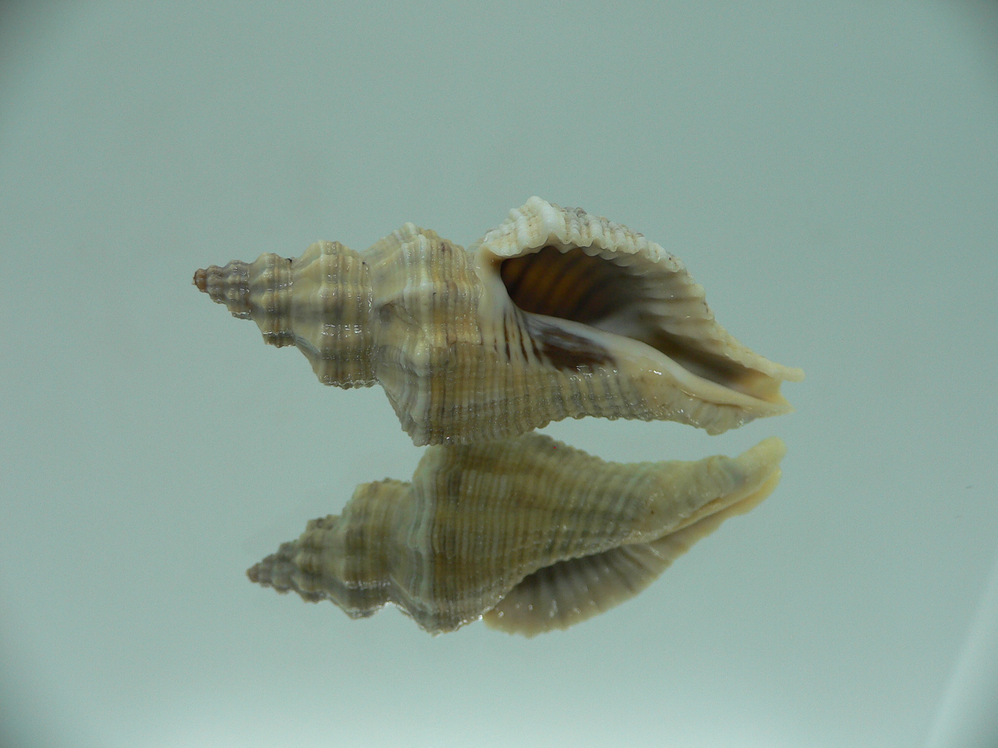 Lataxiena blosvillei BIG