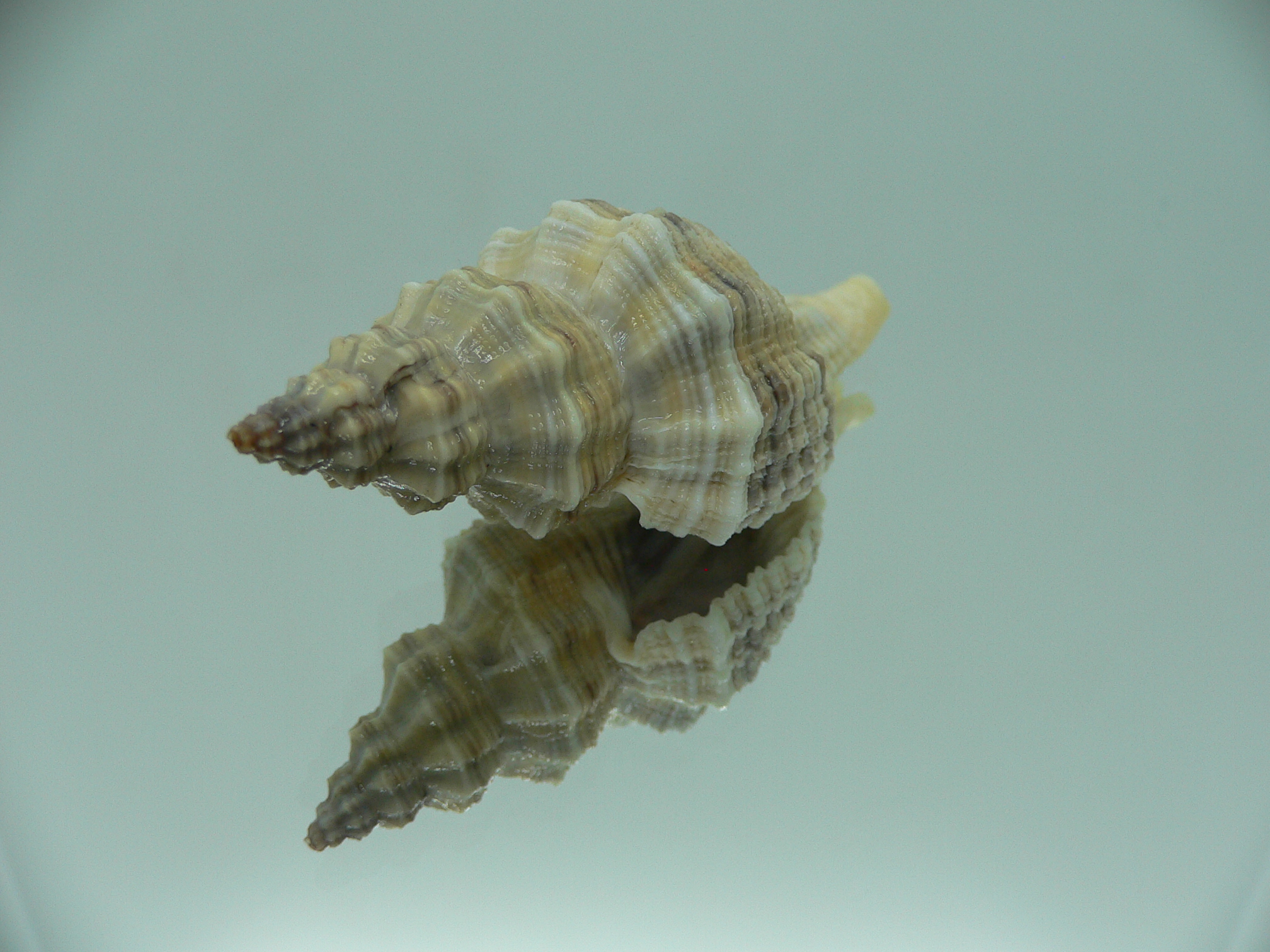 Lataxiena blosvillei BIG