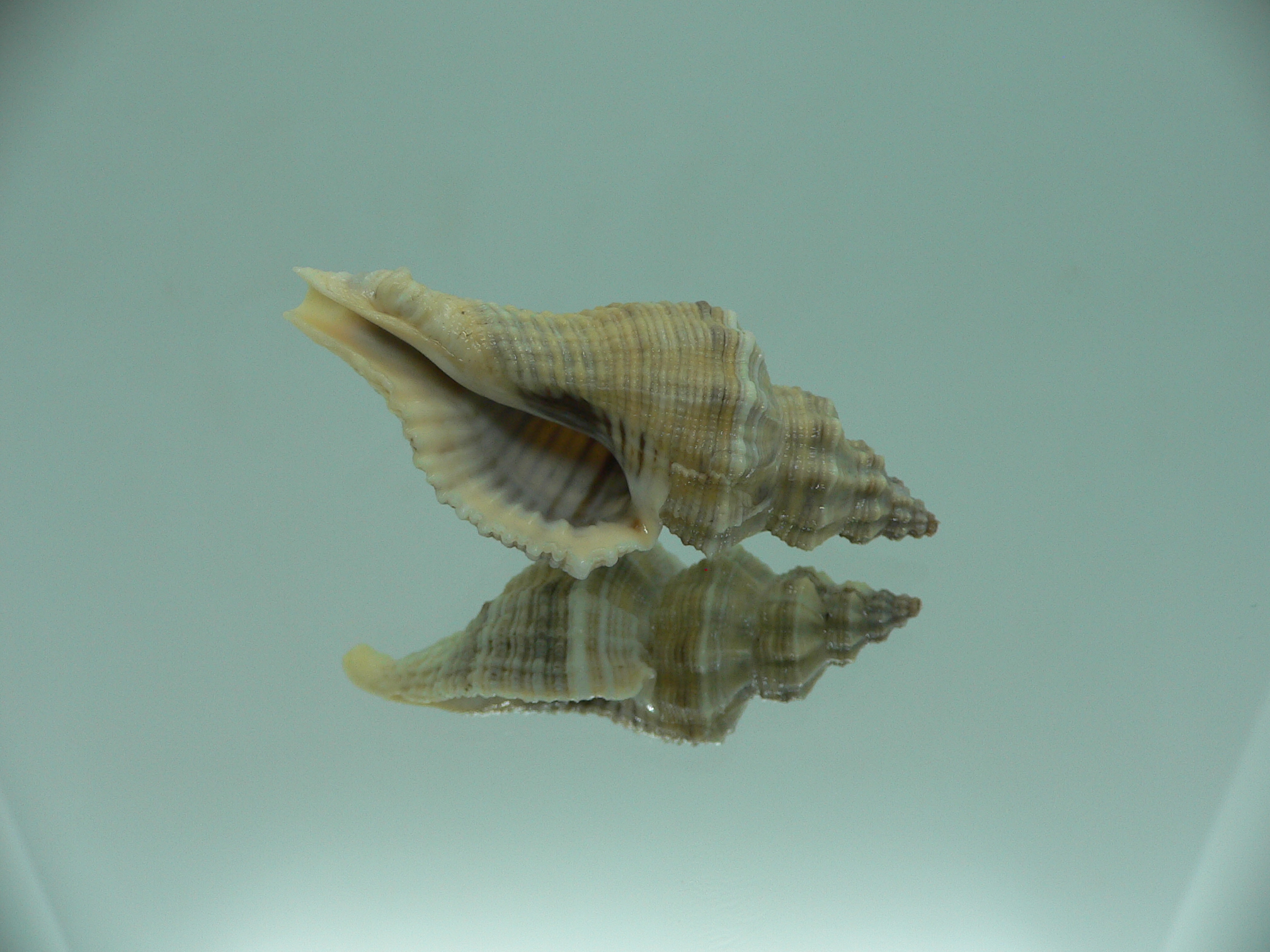Lataxiena blosvillei BIG