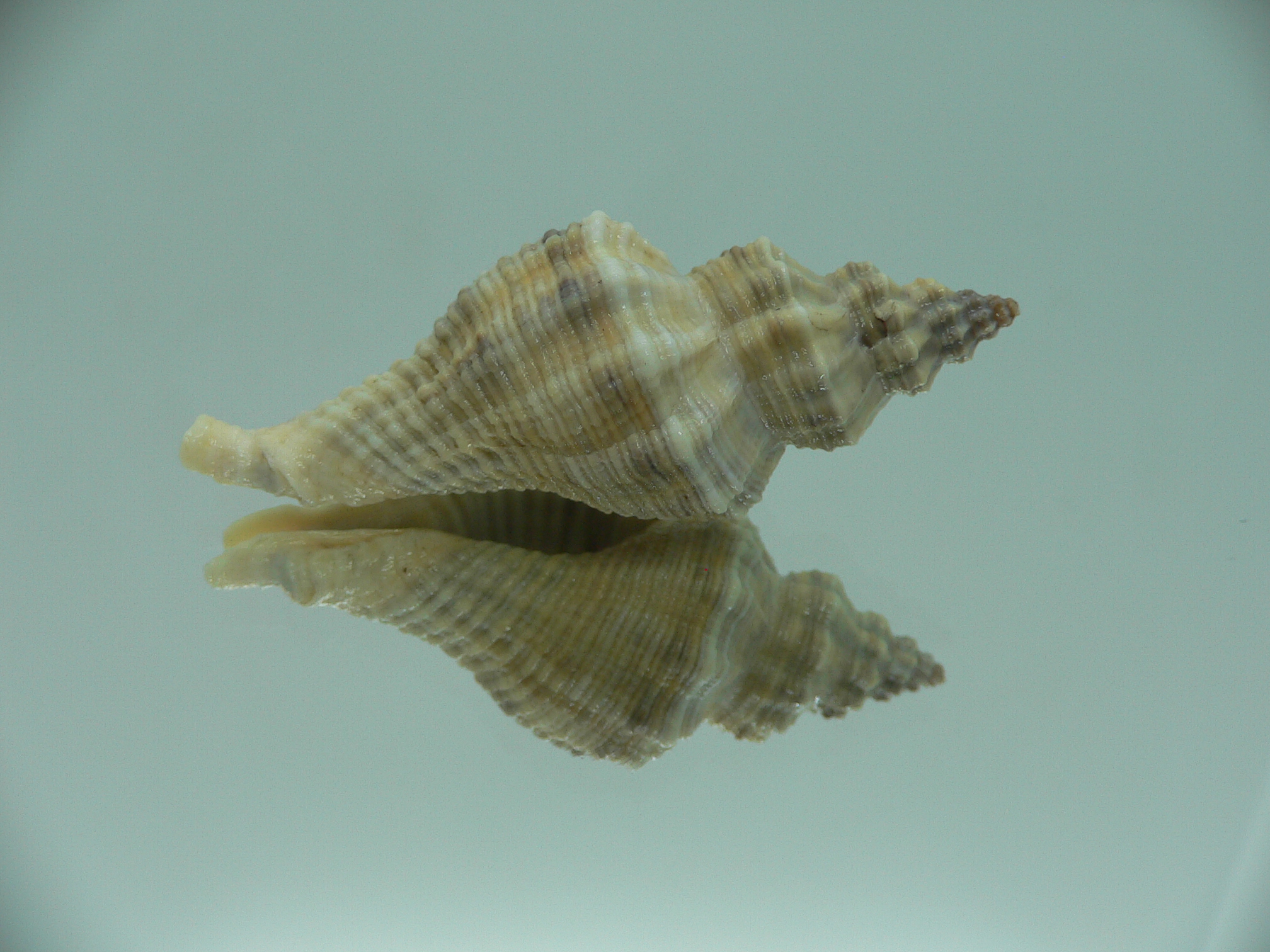 Lataxiena blosvillei BIG