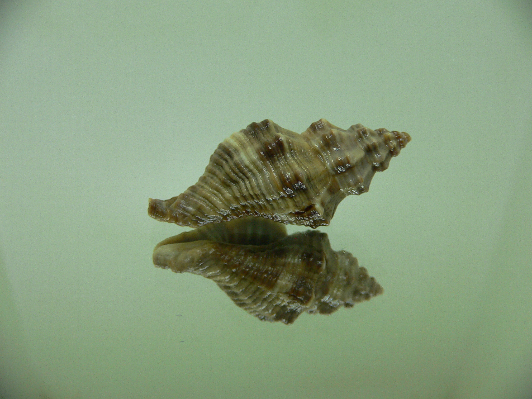 Lataxiena blosvillei