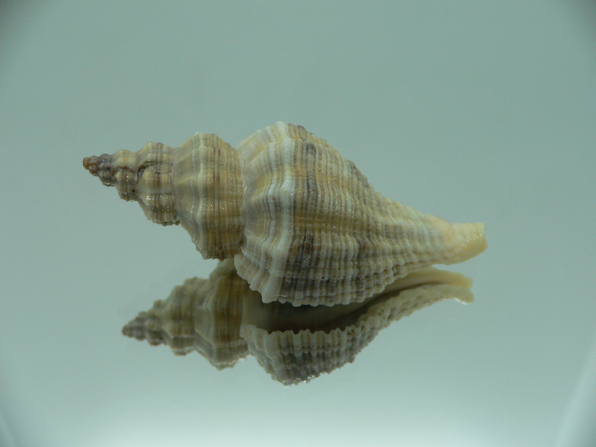 Lataxiena blosvillei BIG