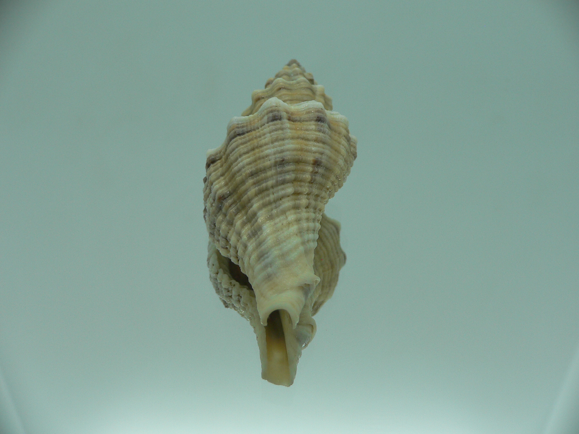 Lataxiena blosvillei BIG