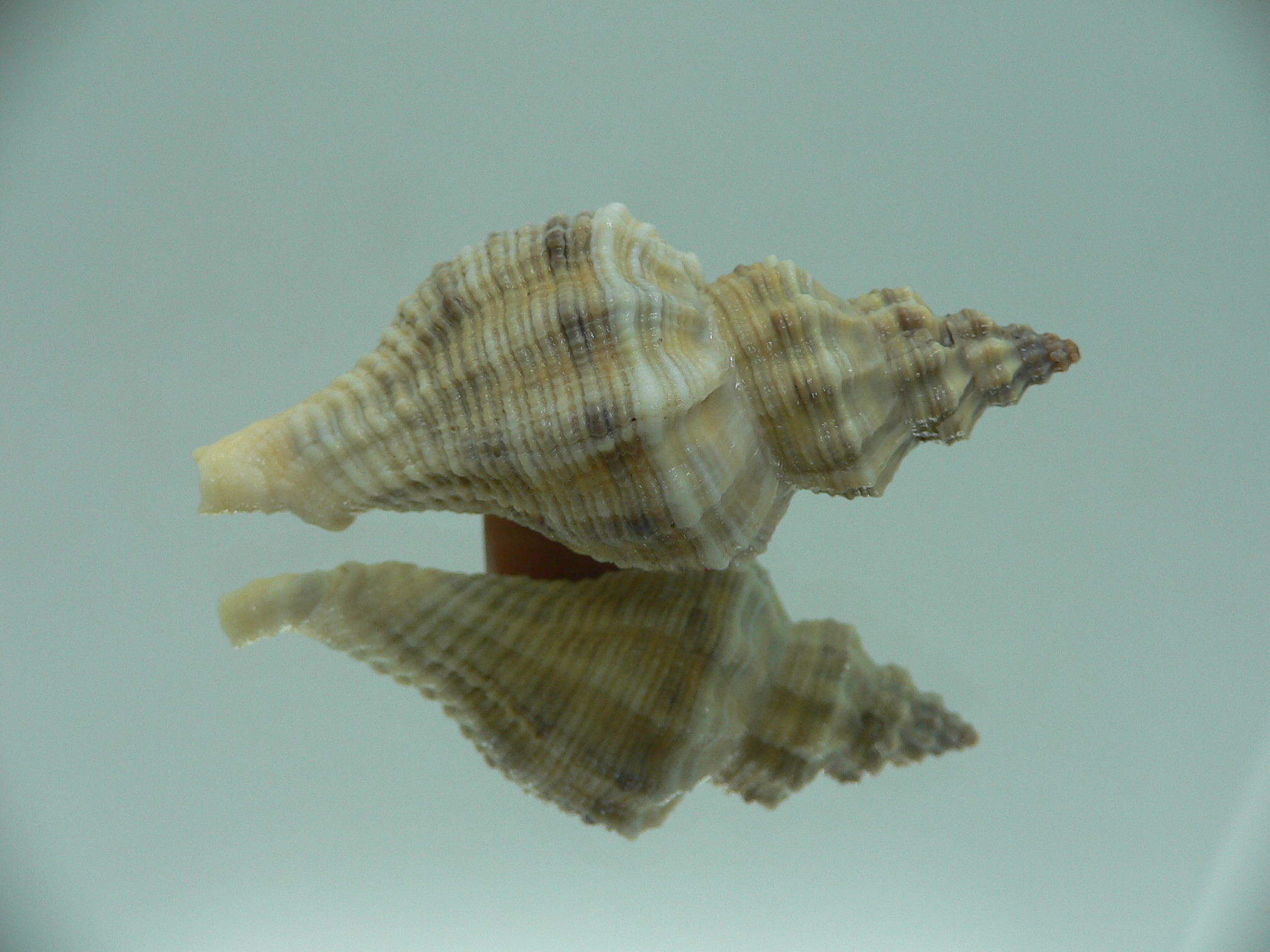 Lataxiena blosvillei BIG