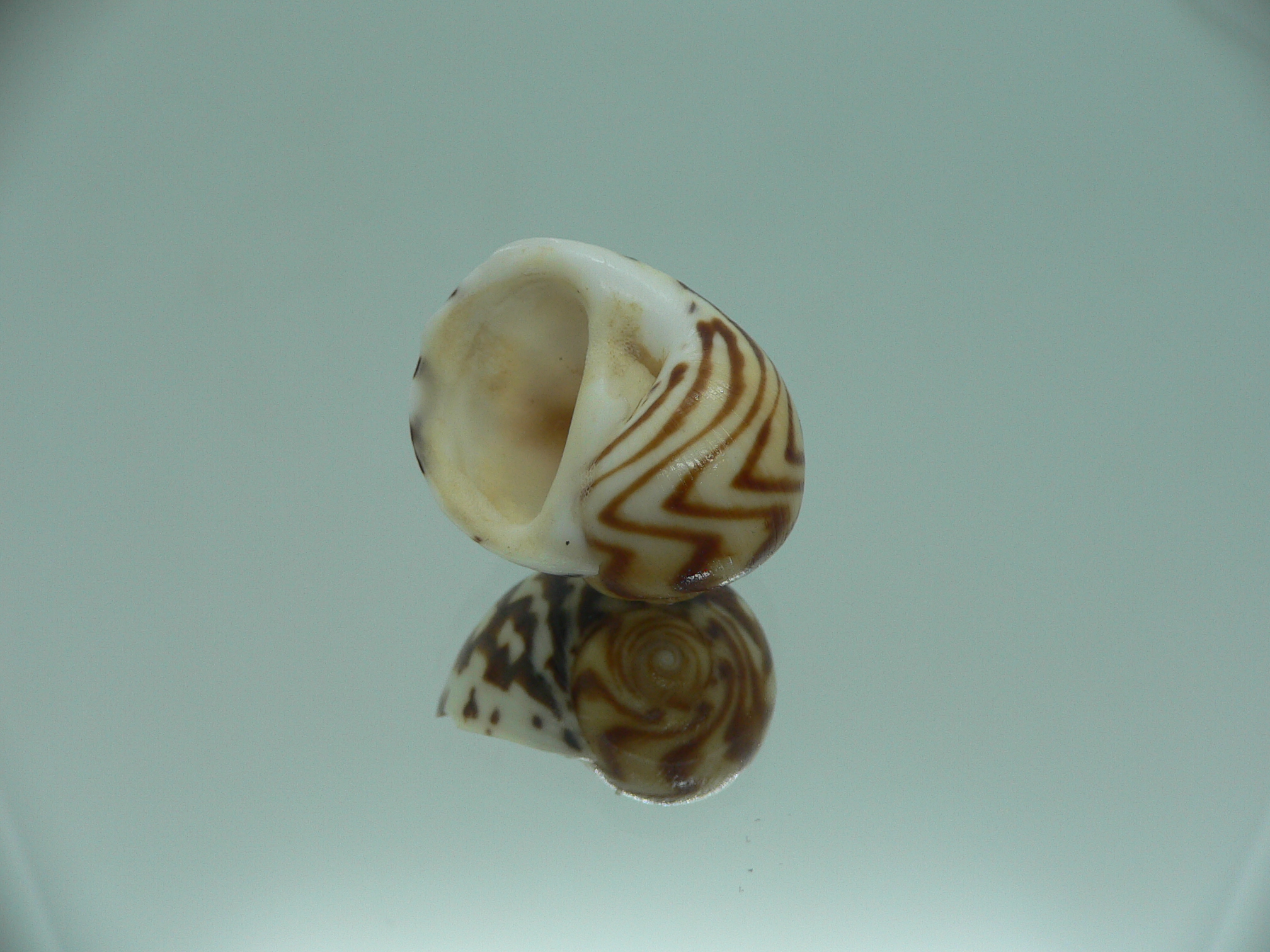 Natica fulminea THICK STRIPES