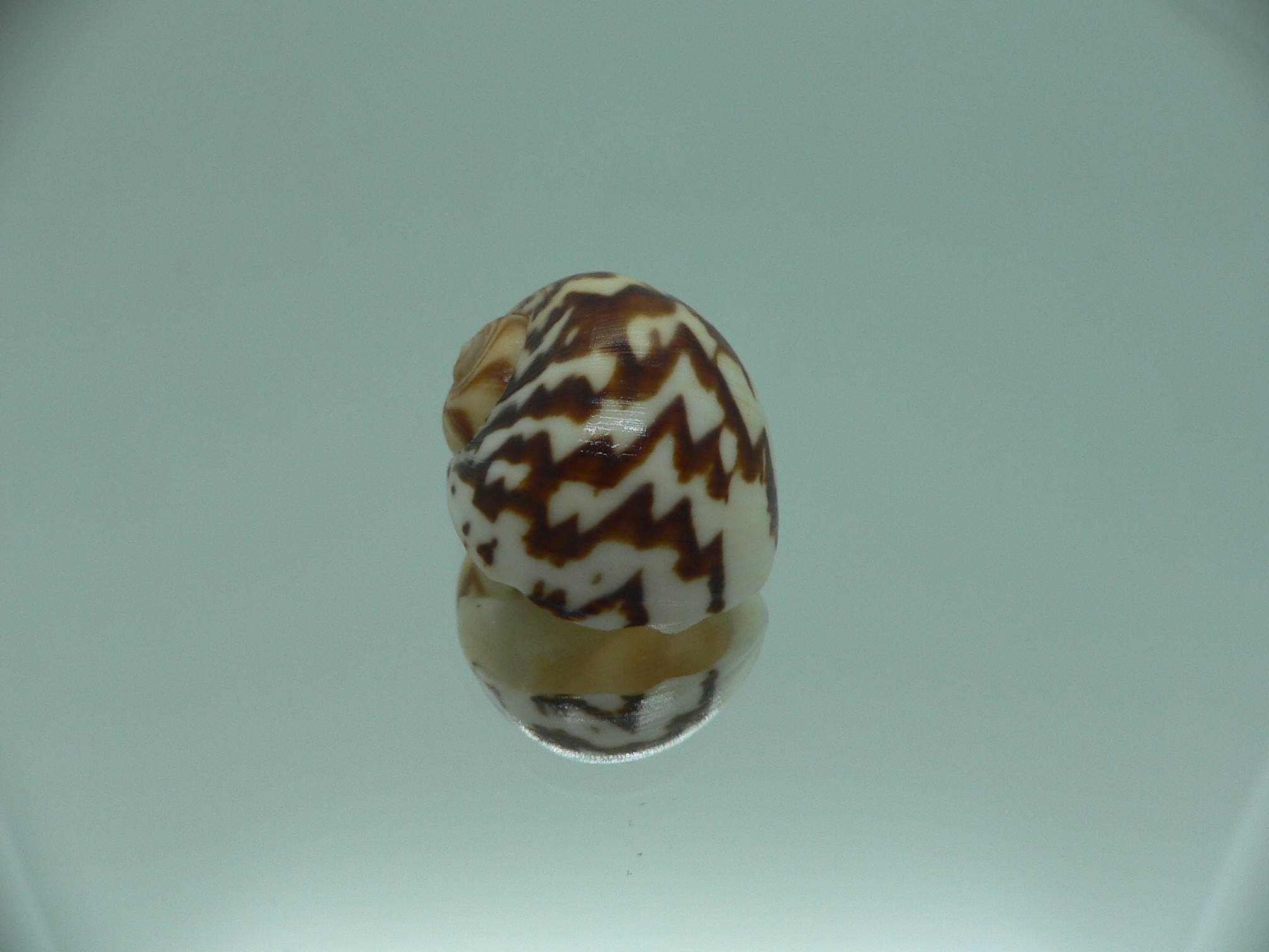 Natica fulminea THICK STRIPES