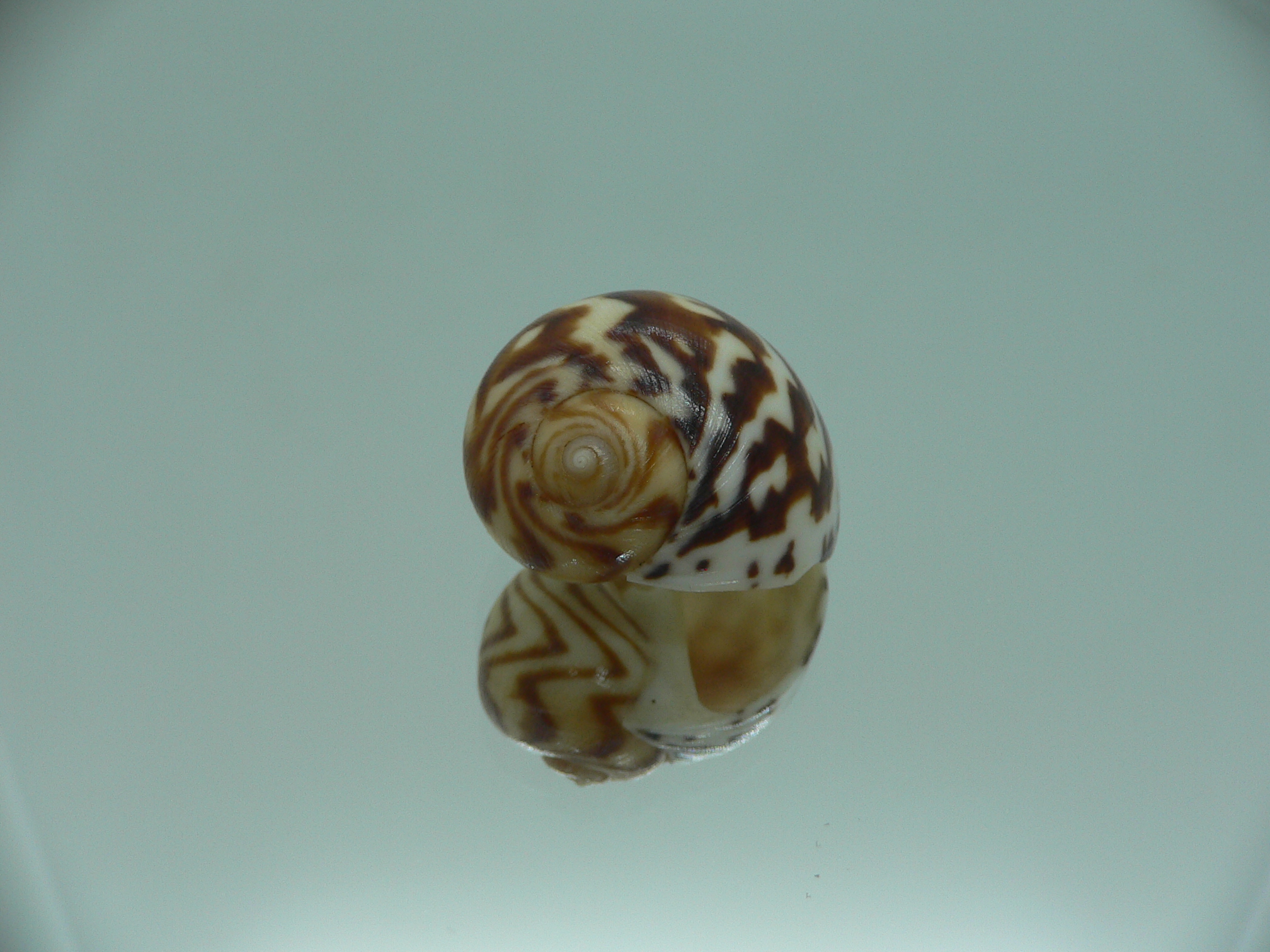 Natica fulminea THICK STRIPES