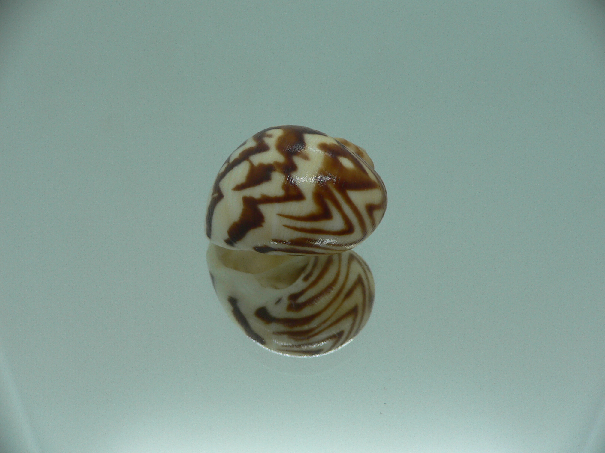 Natica fulminea THICK STRIPES