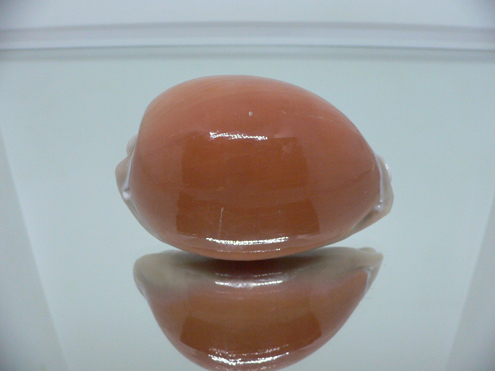 Cypraea aurantium PINK MARGIN