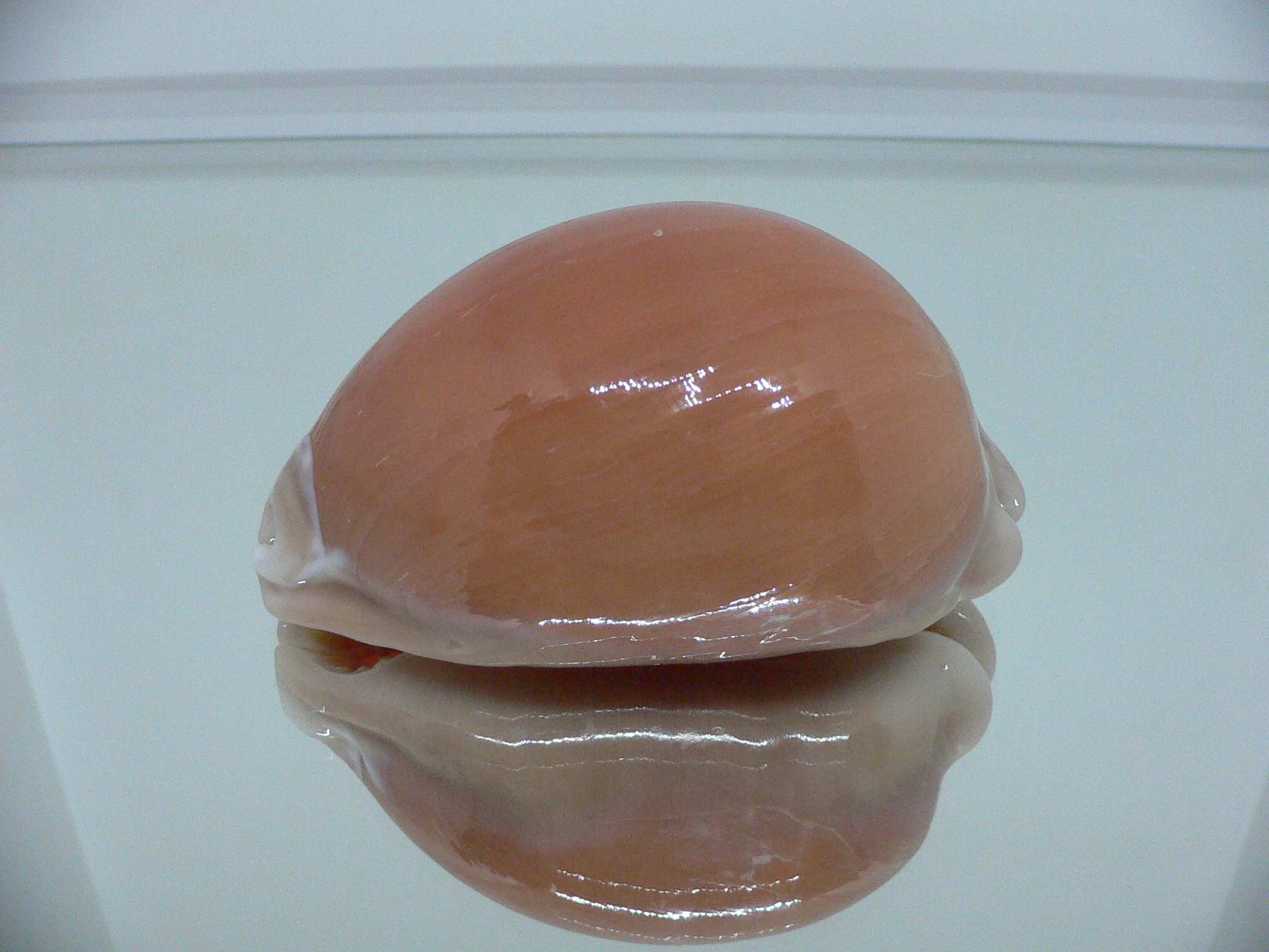 Cypraea aurantium PINK MARGIN