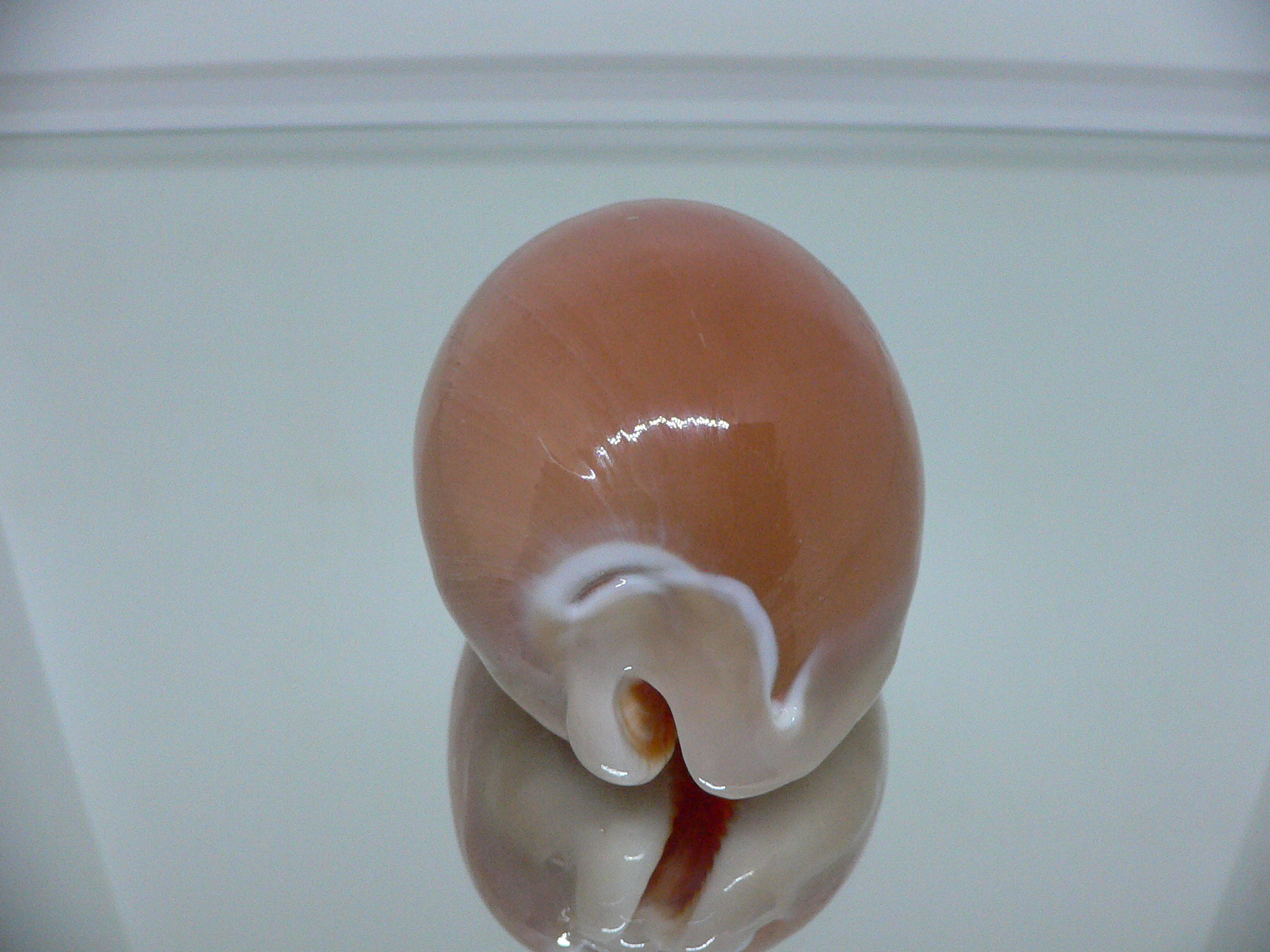 Cypraea aurantium PINK MARGIN