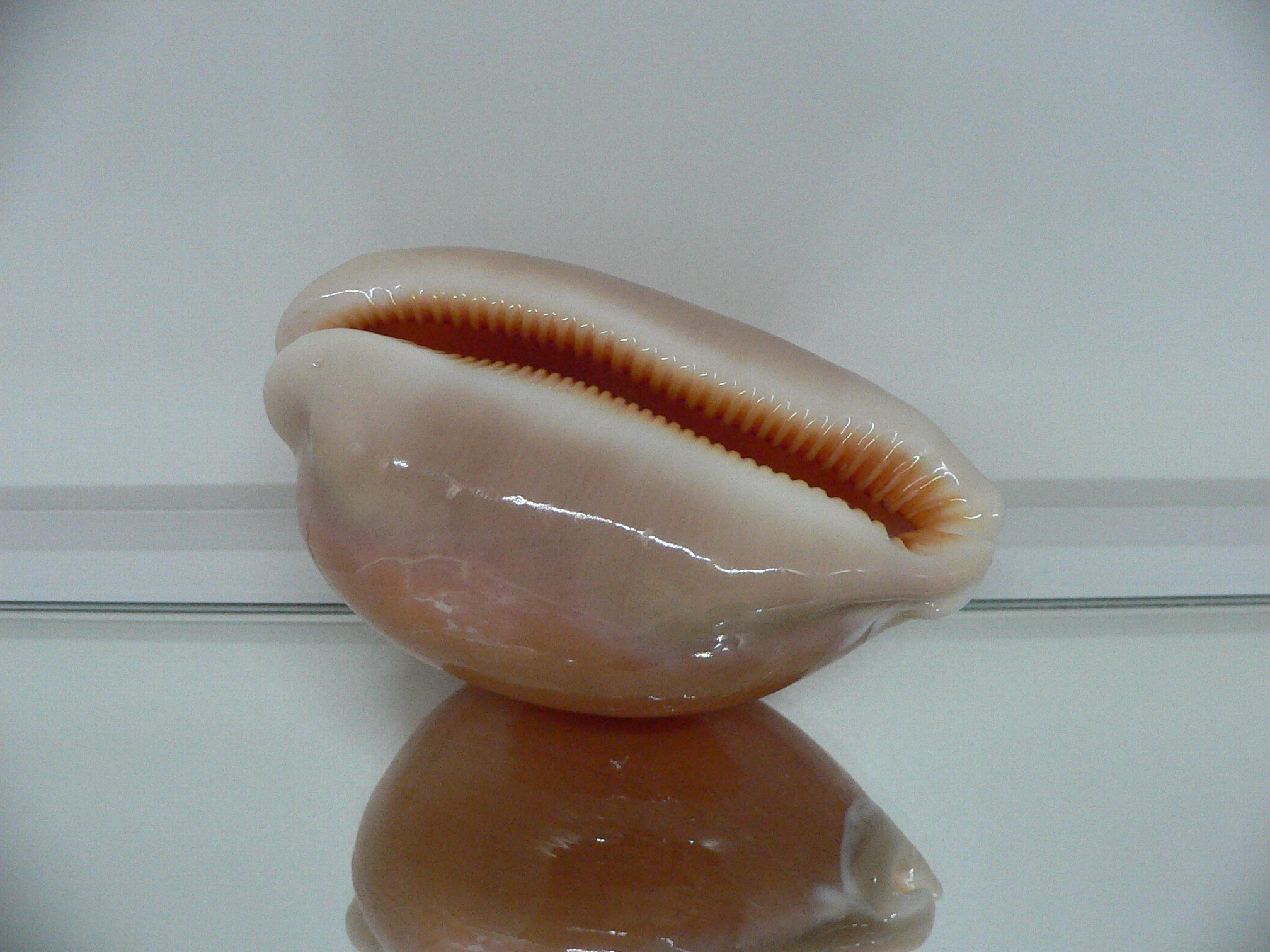 Cypraea aurantium PINK MARGIN