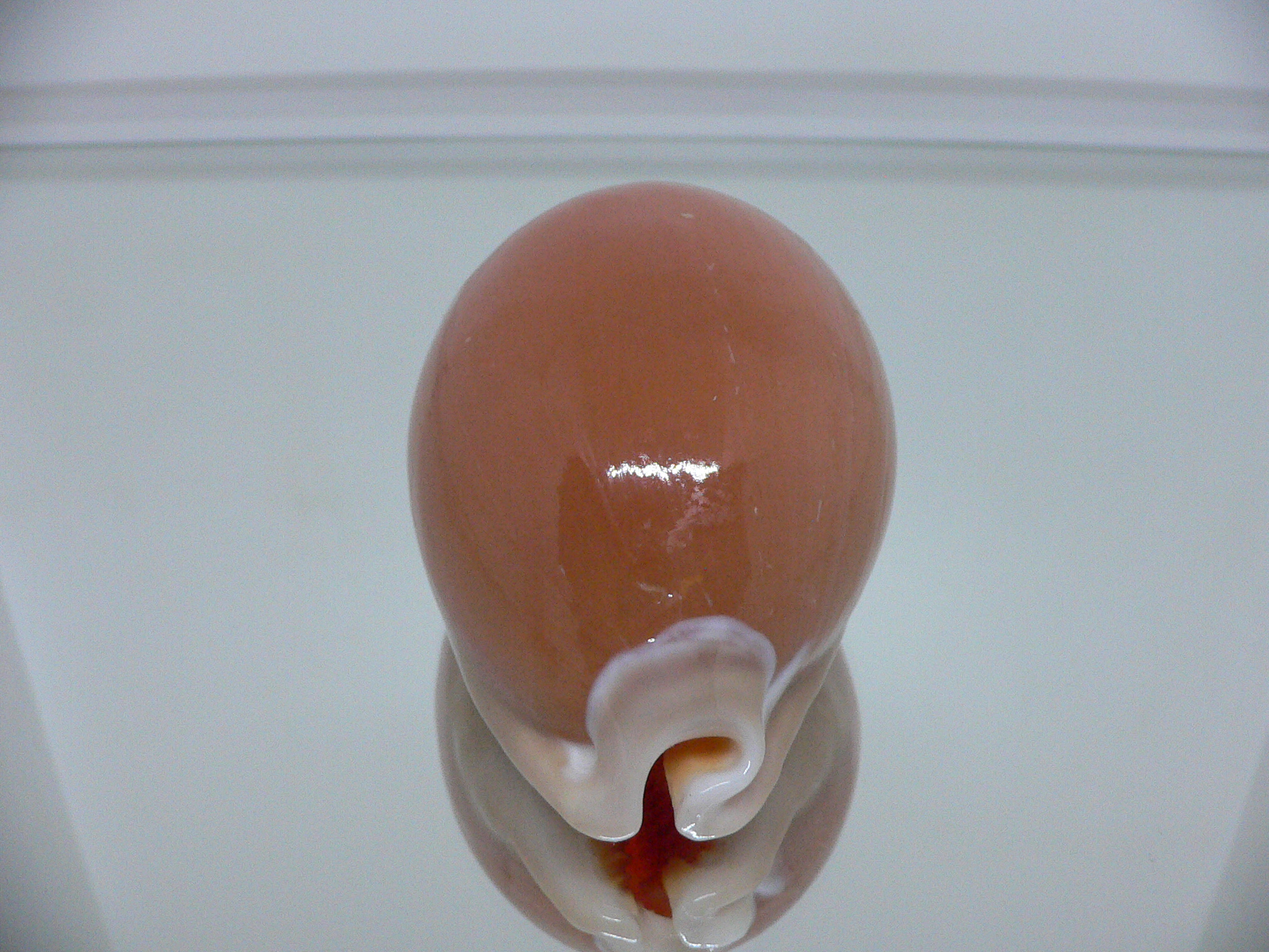 Cypraea aurantium PINK MARGIN