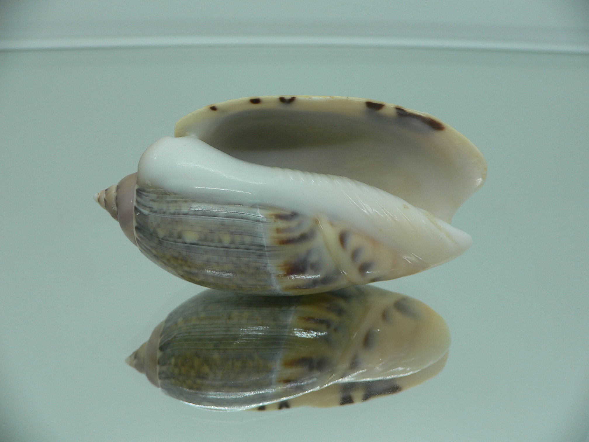 Agaronia gibbosa BIG KING