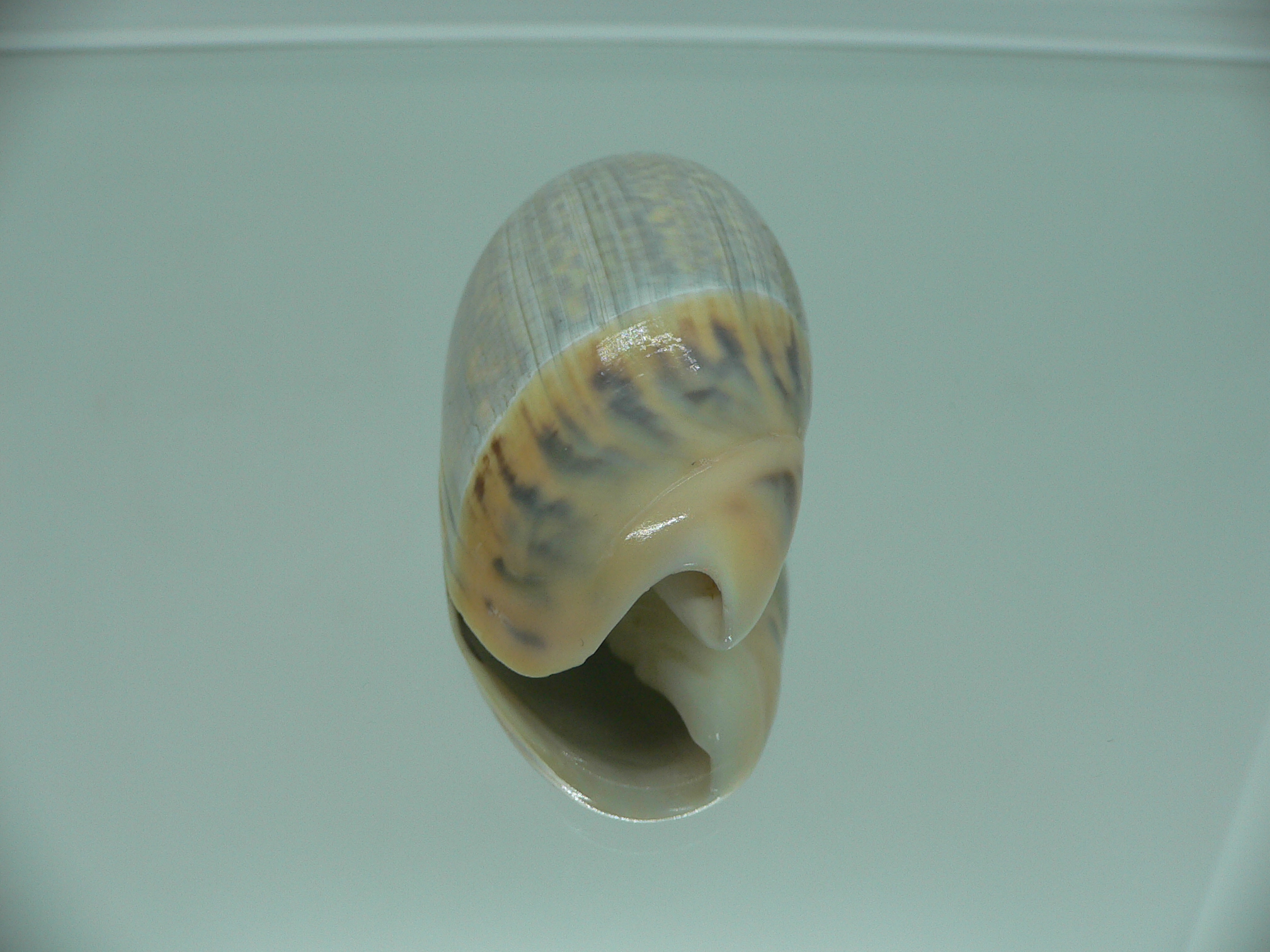 Agaronia gibbosa BIG KING