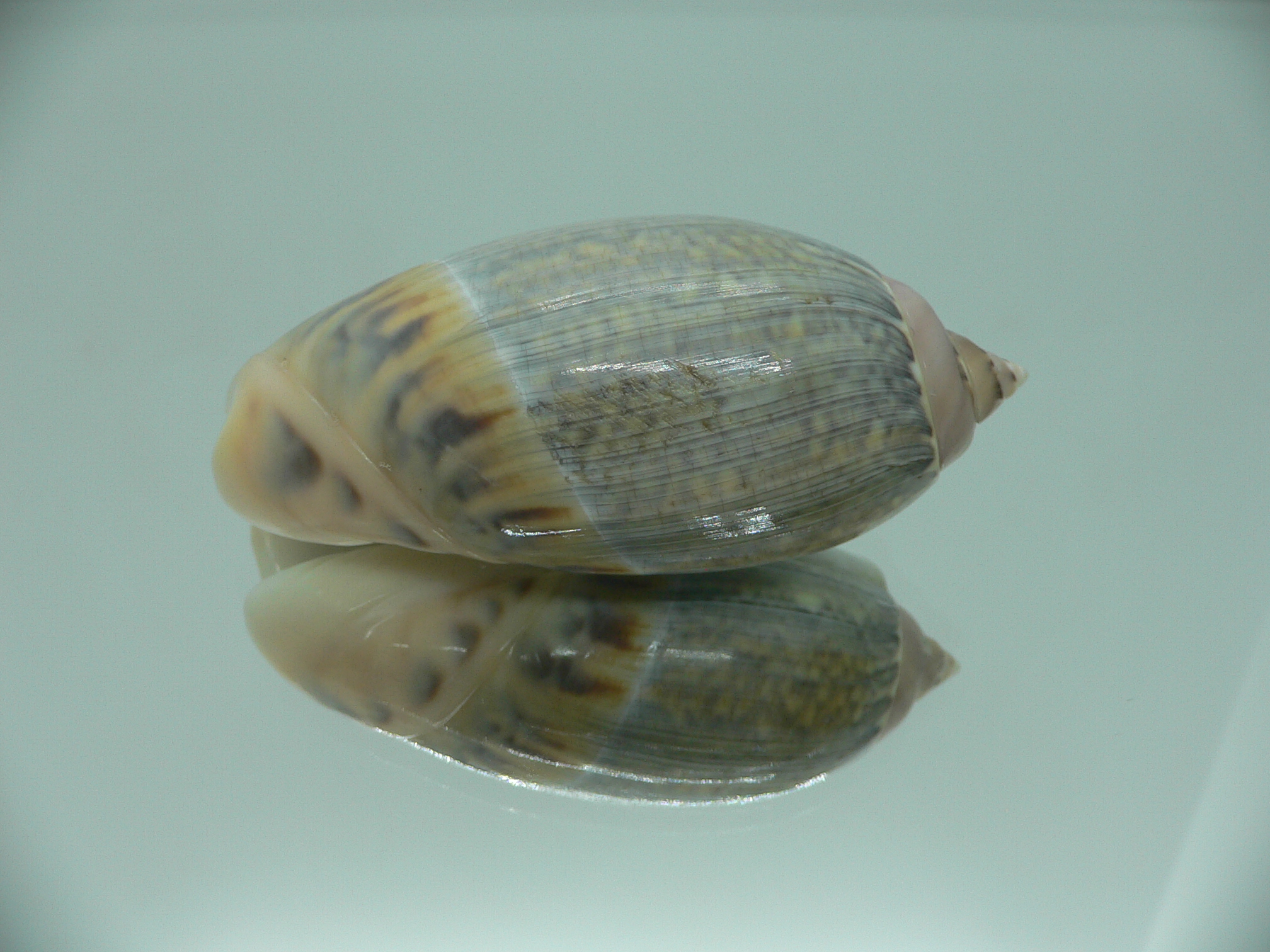 Agaronia gibbosa BIG KING