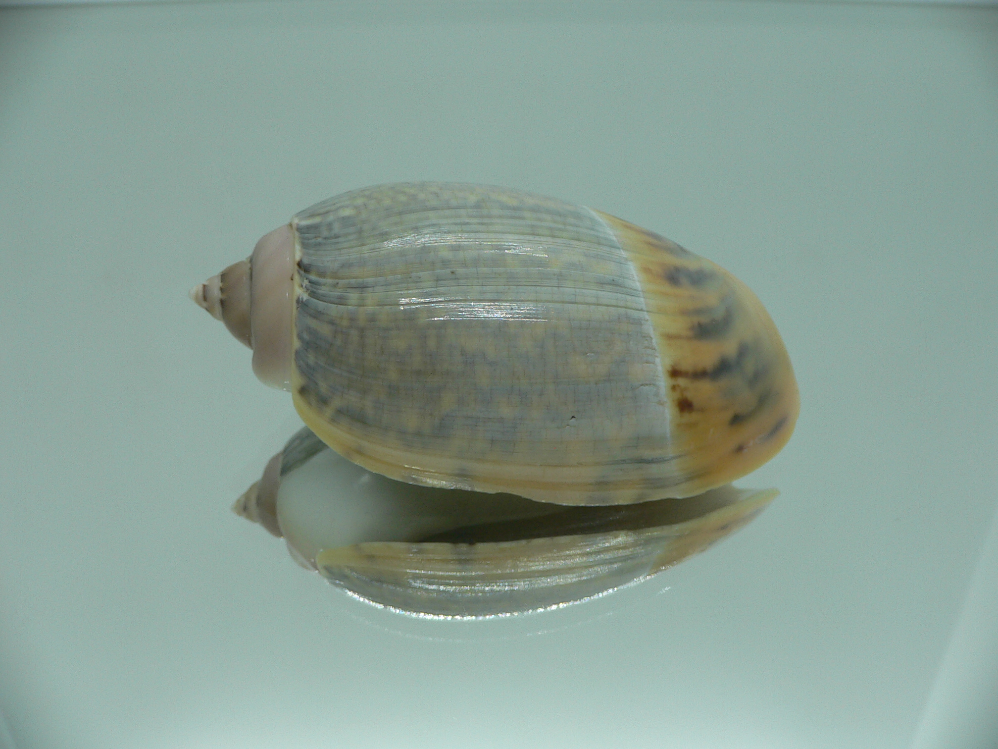 Agaronia gibbosa BIG KING