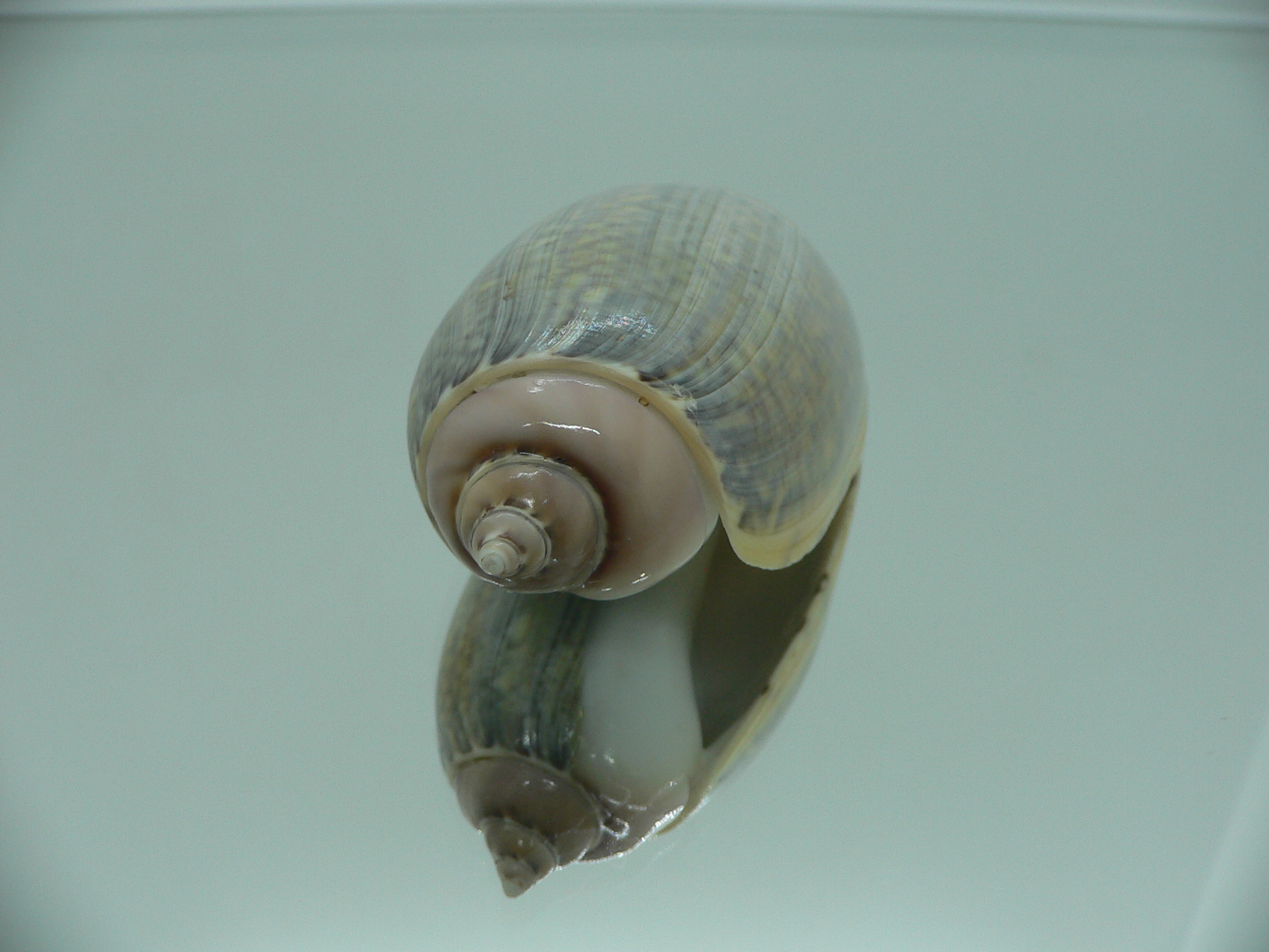 Agaronia gibbosa BIG KING