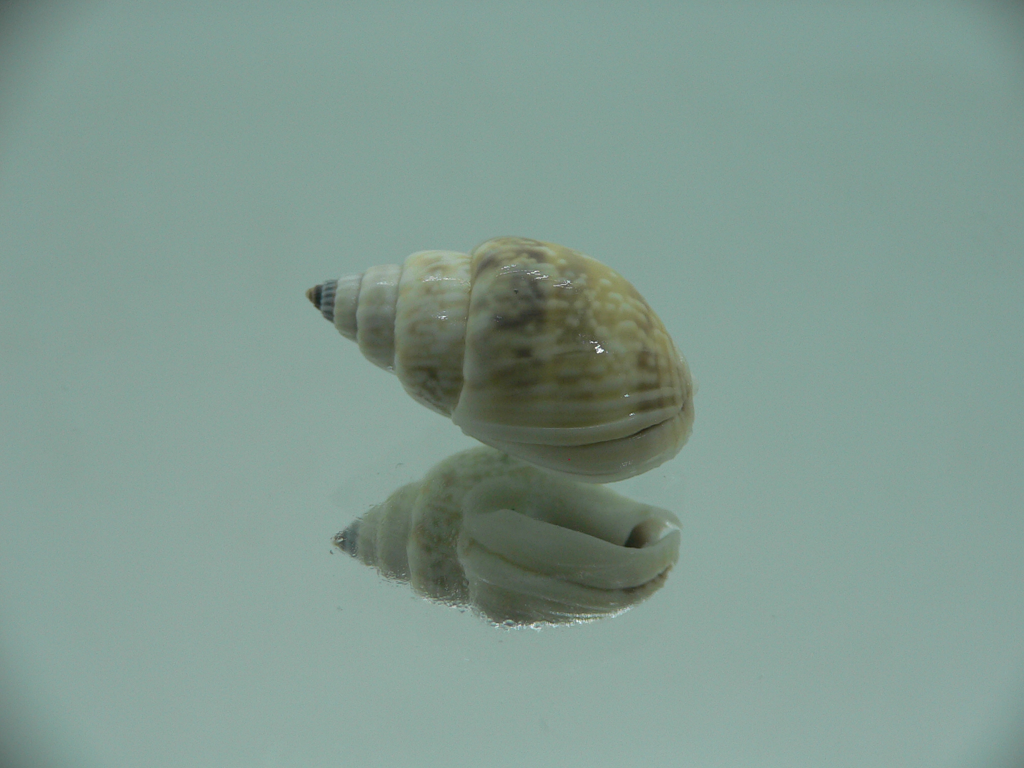 Nassarius graphiterus BIG & IDEAL