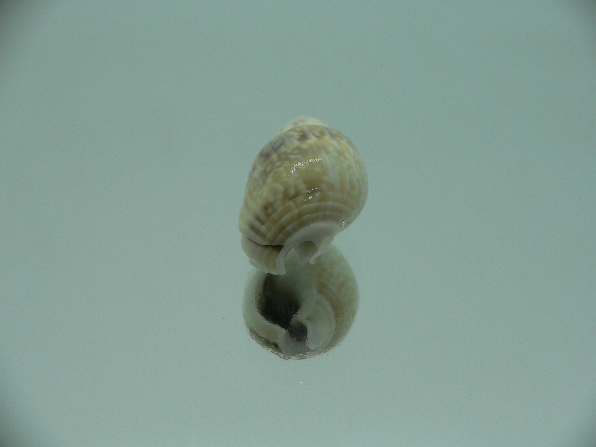 Nassarius graphiterus BIG & IDEAL