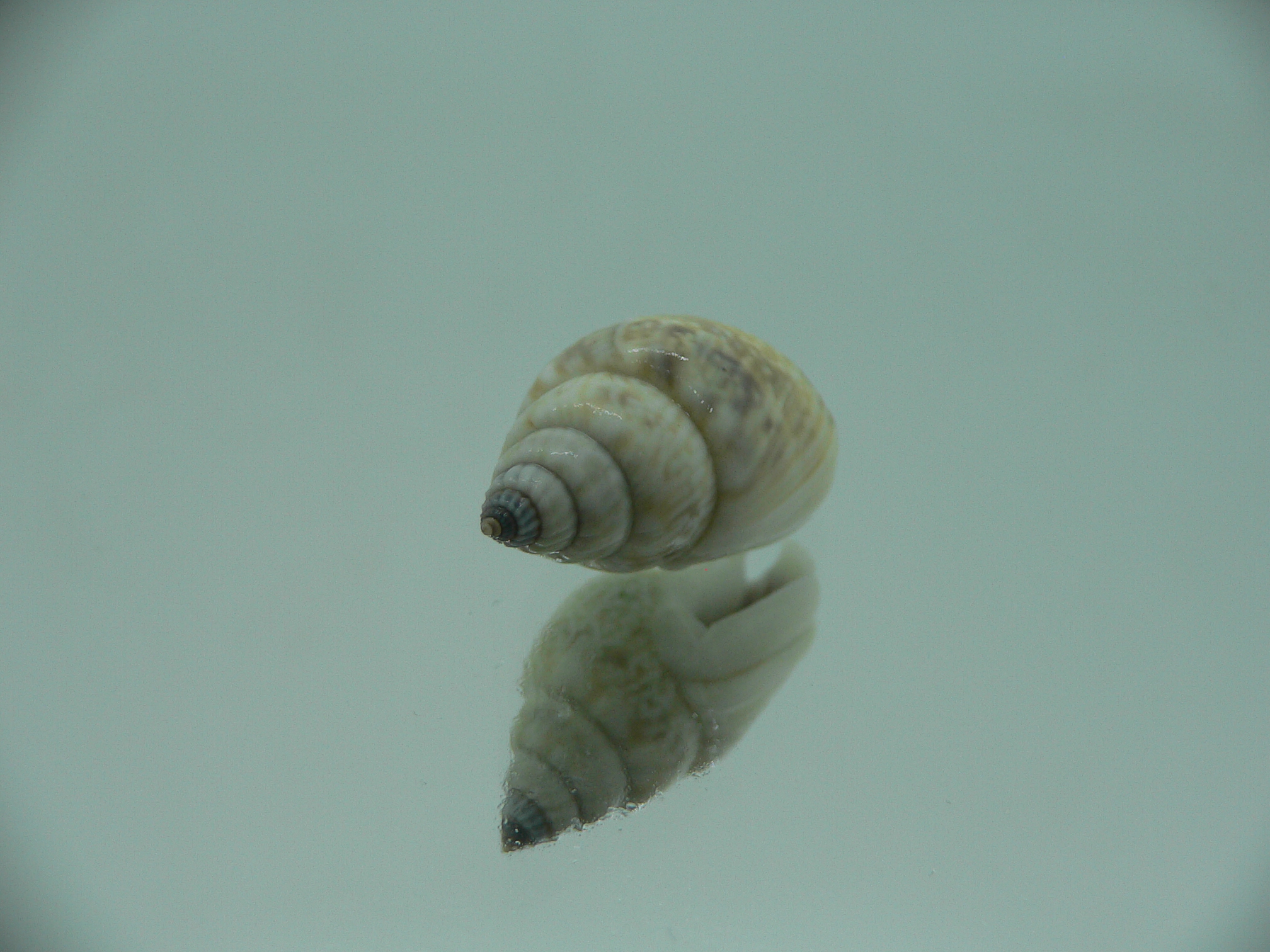 Nassarius graphiterus BIG & IDEAL