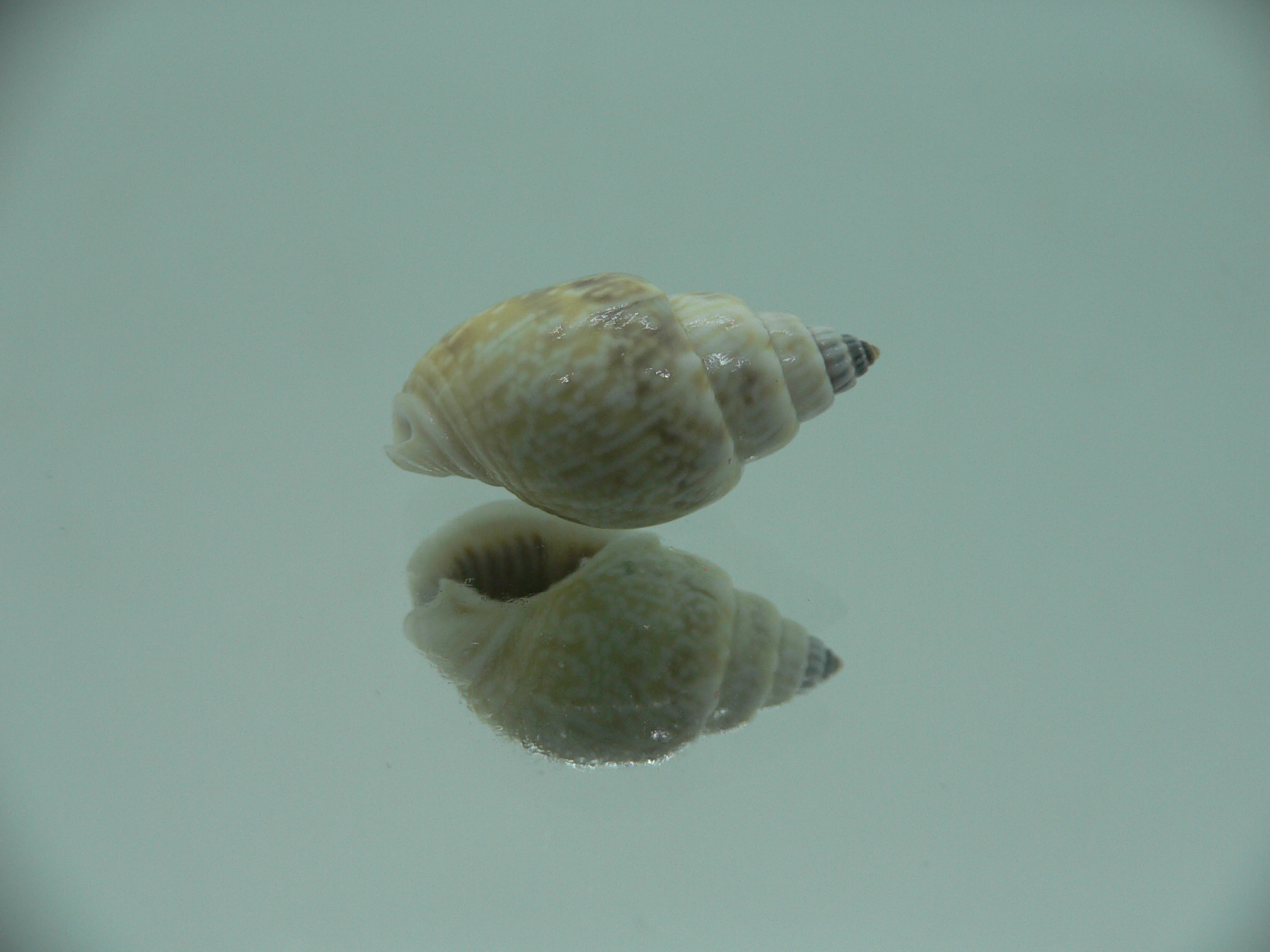 Nassarius graphiterus BIG & IDEAL