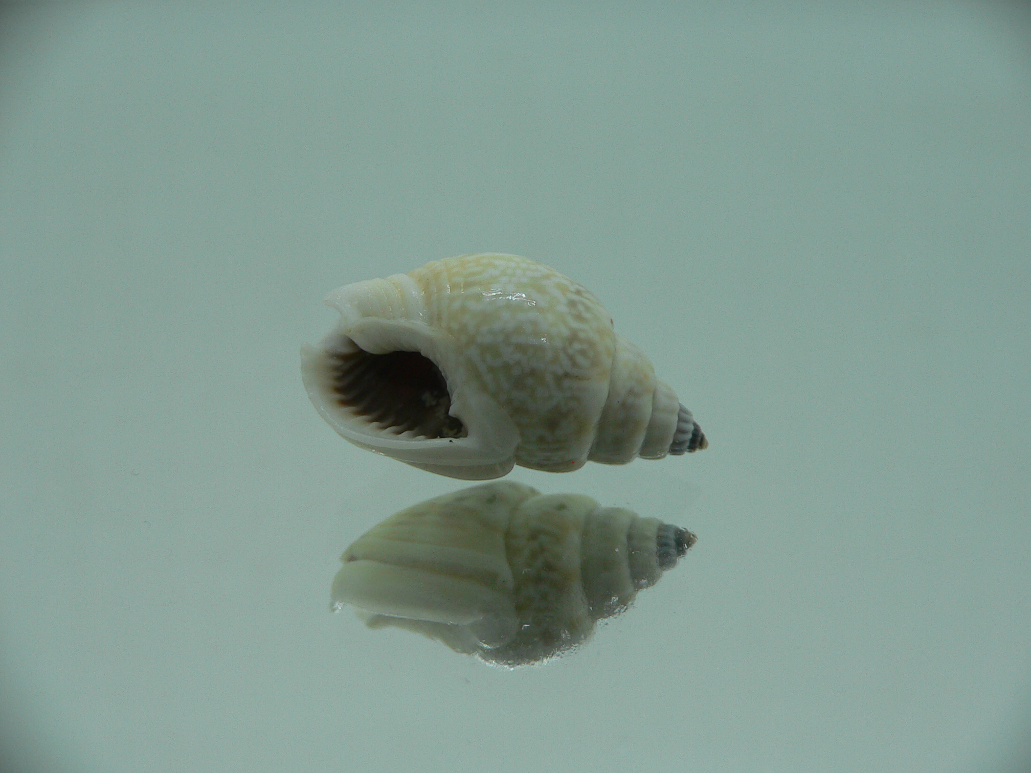 Nassarius graphiterus BIG & IDEAL