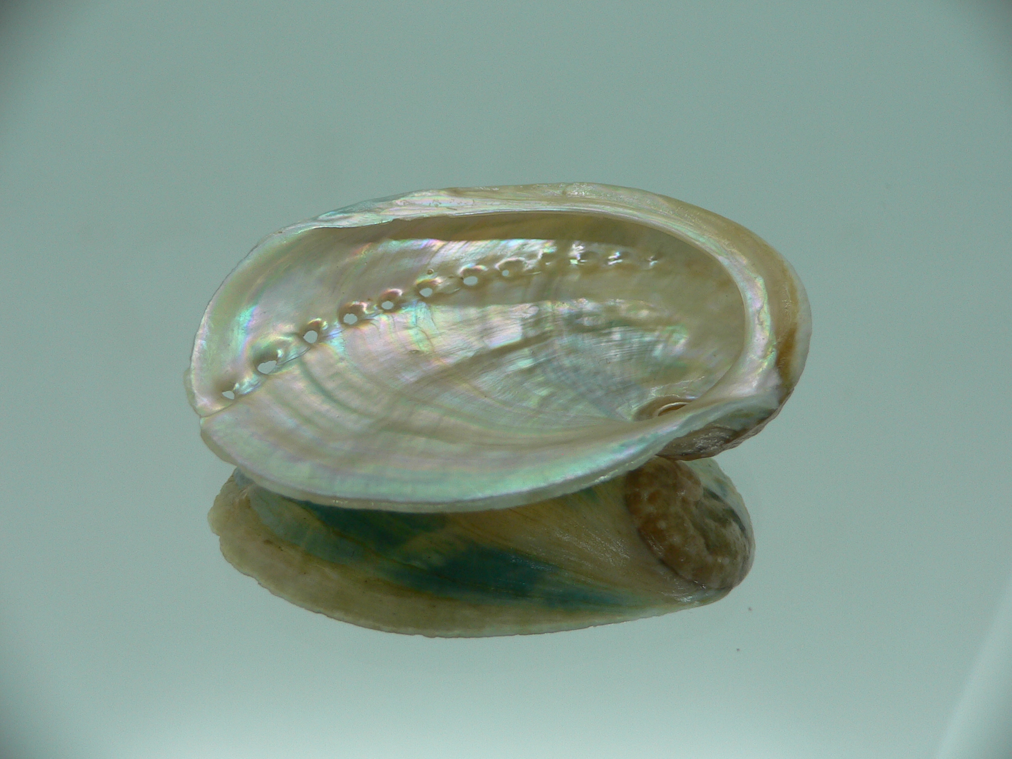 Haliotis laevigata ENDEMIC & WIDE