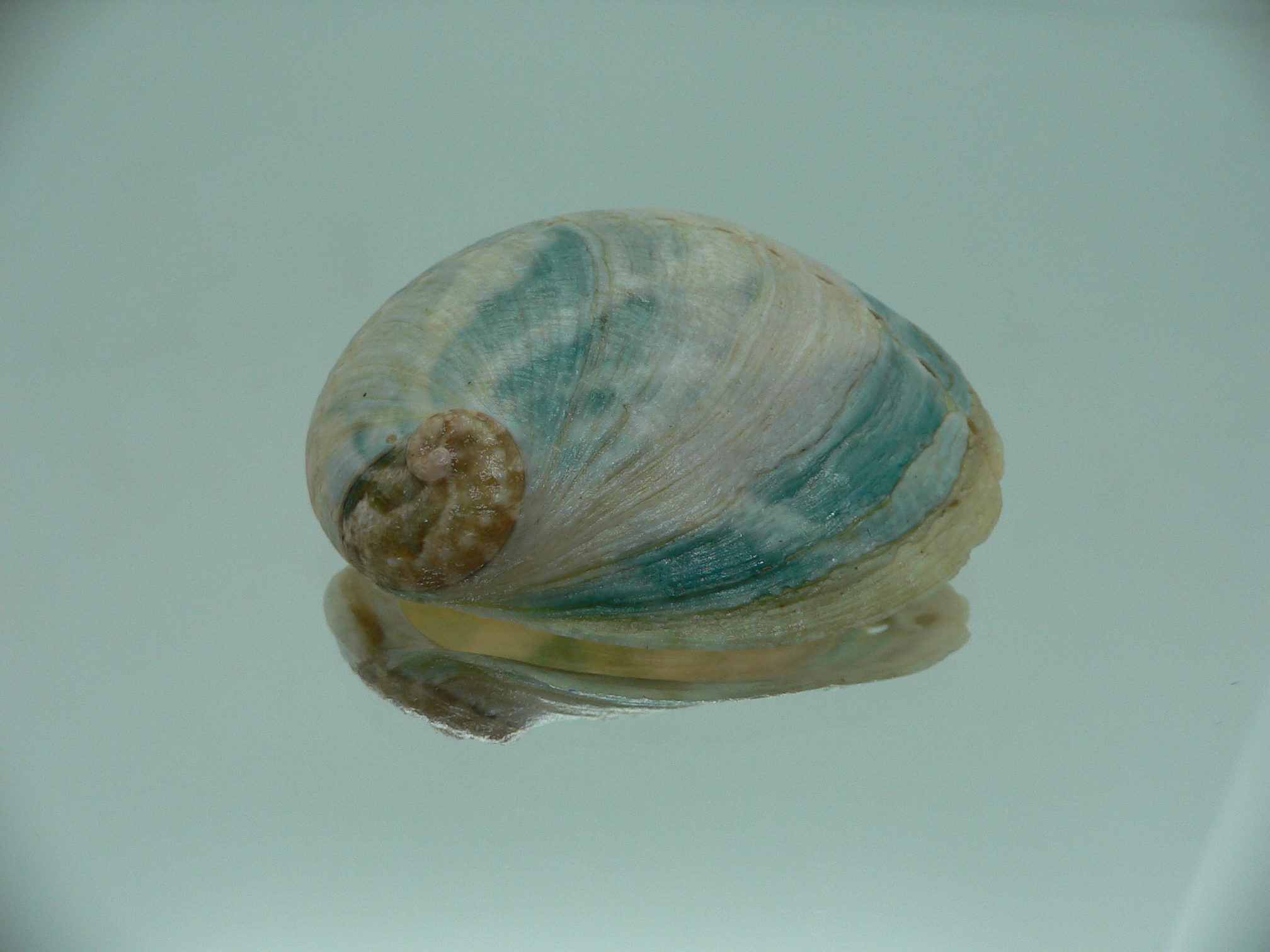 Haliotis laevigata ENDEMIC & WIDE