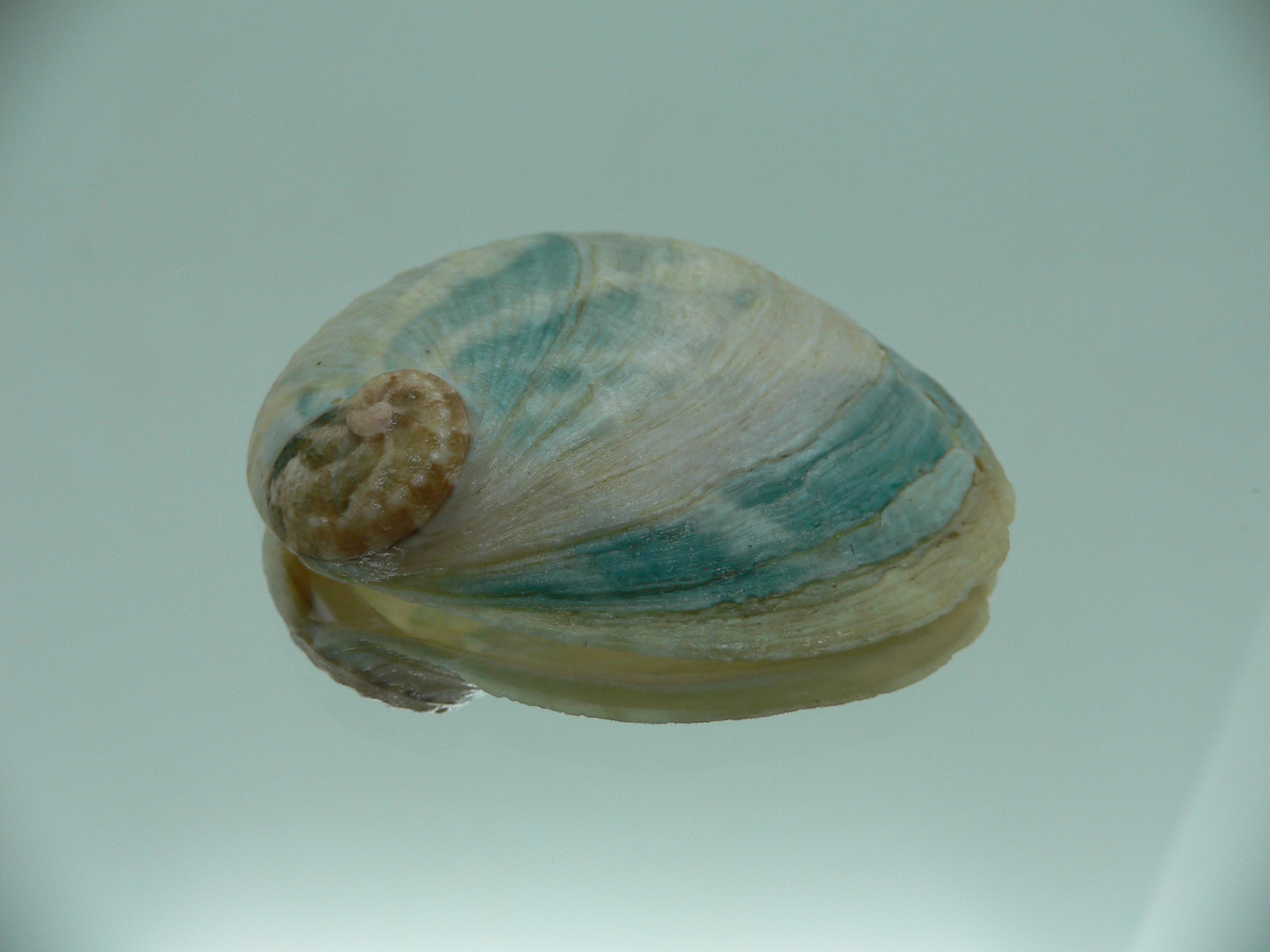 Haliotis laevigata ENDEMIC & WIDE
