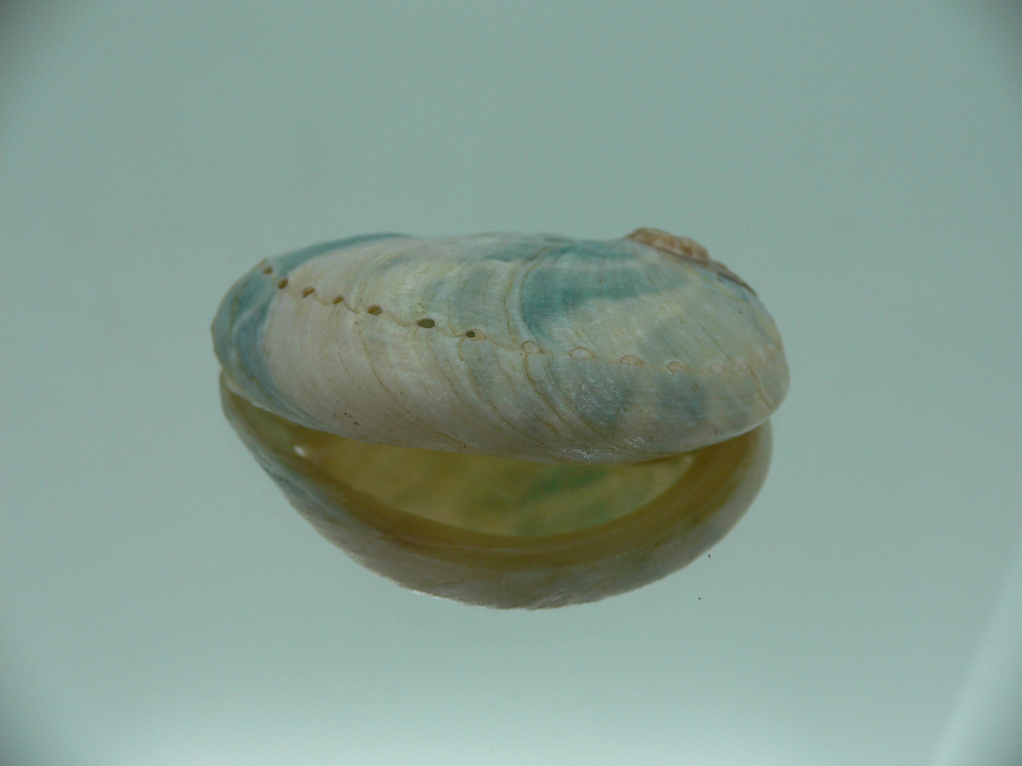 Haliotis laevigata ENDEMIC & WIDE