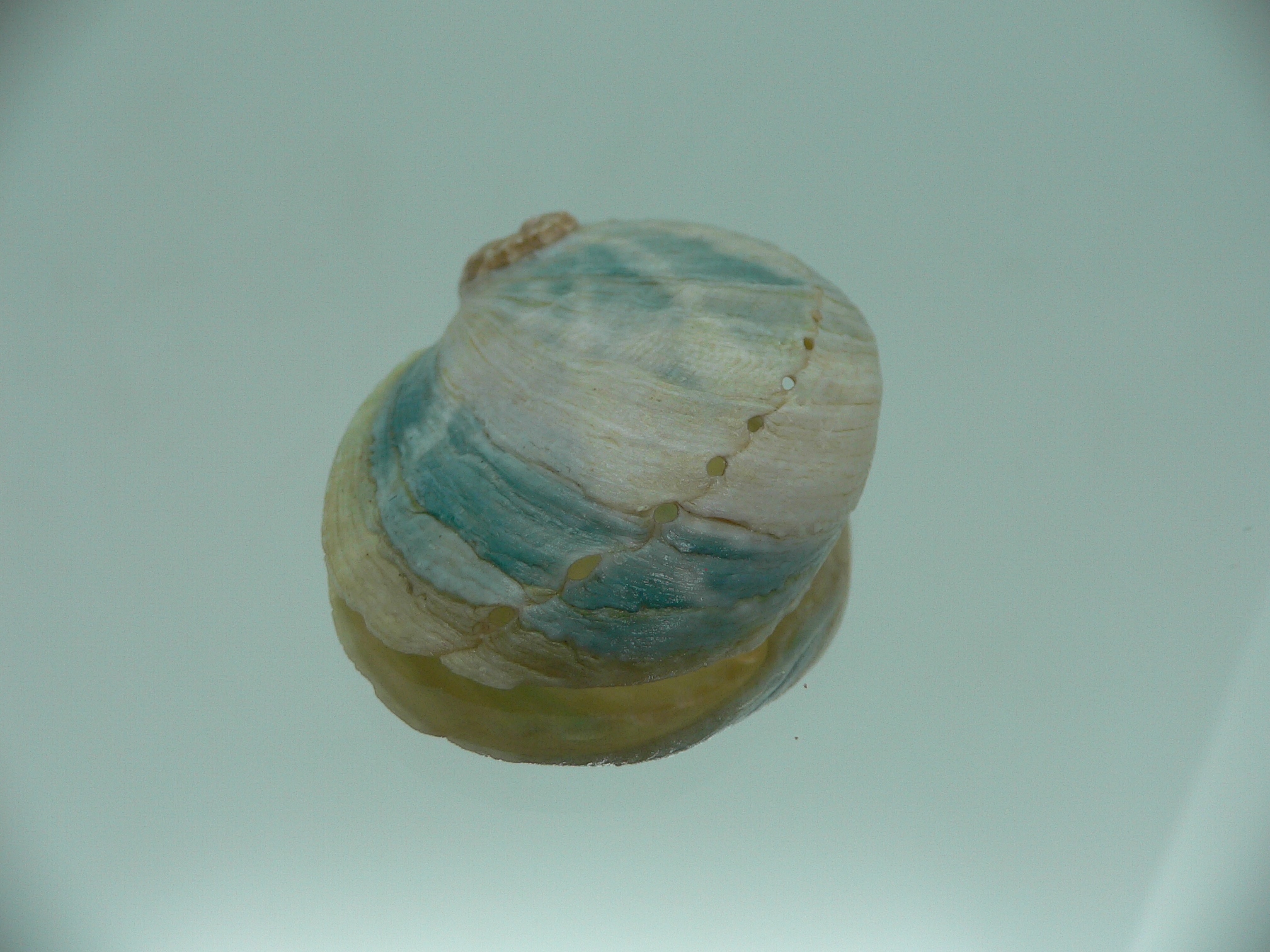 Haliotis laevigata ENDEMIC & WIDE