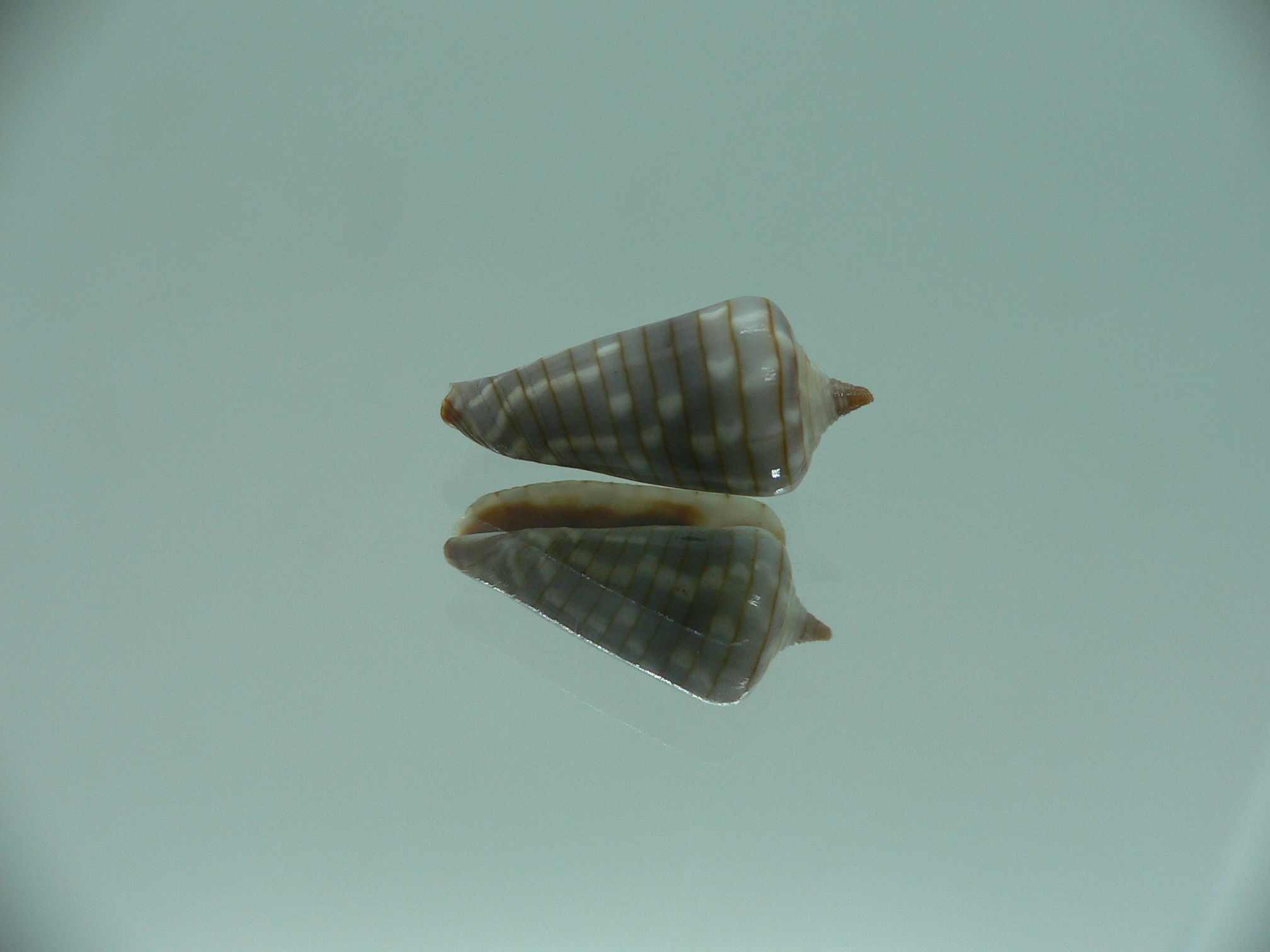 Mitra (Imbricaria) conularis