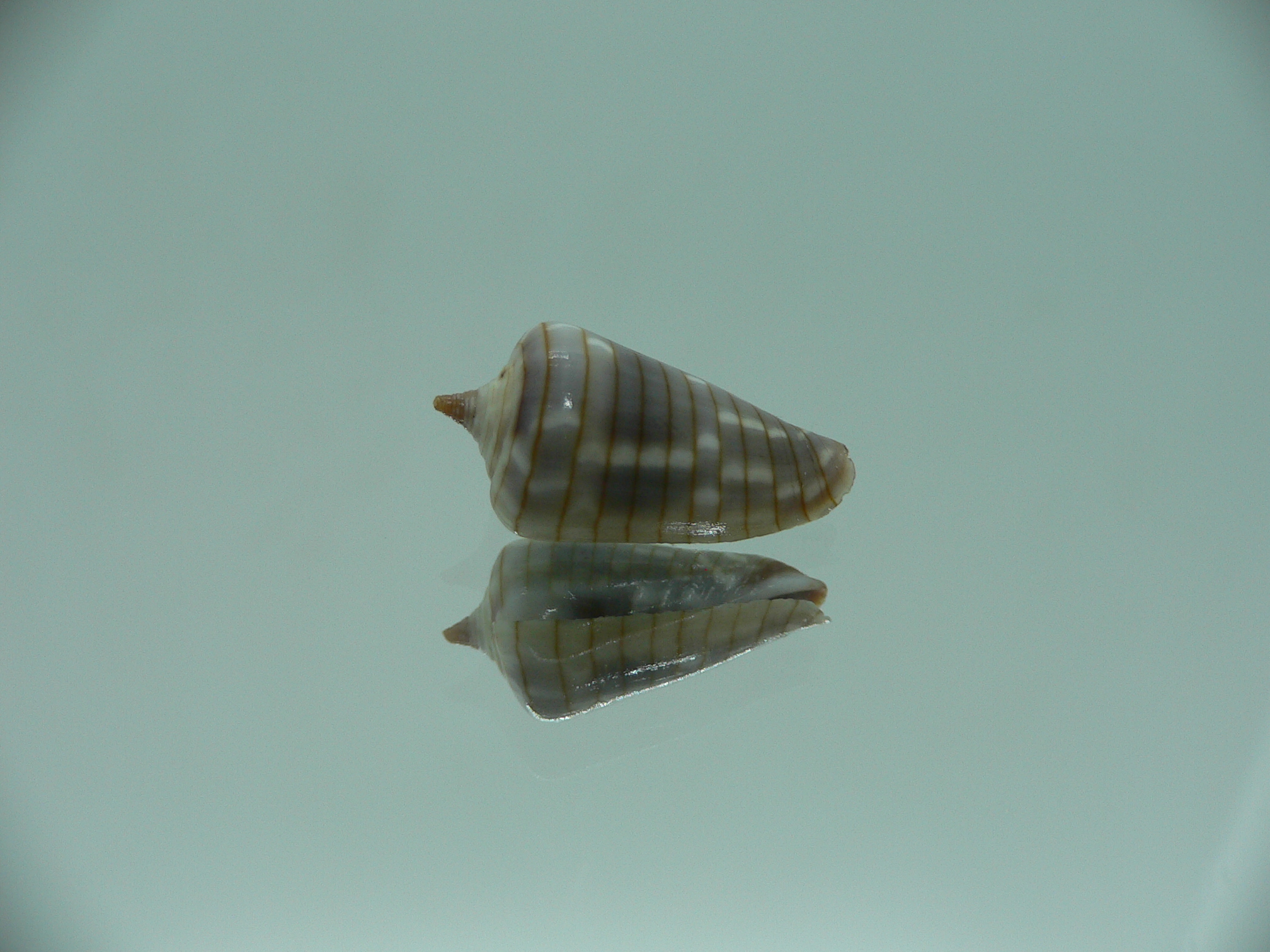 Mitra (Imbricaria) conularis