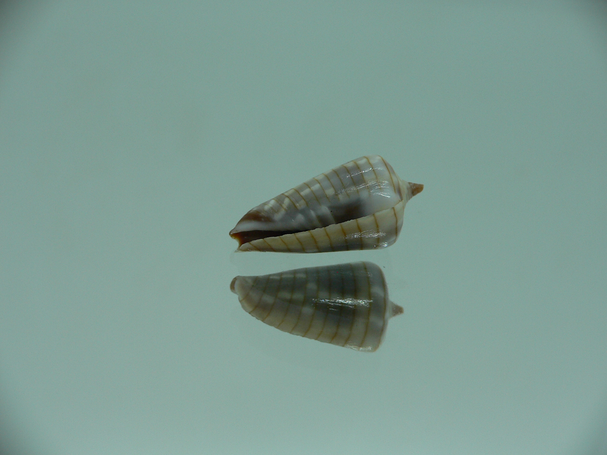 Mitra (Imbricaria) conularis