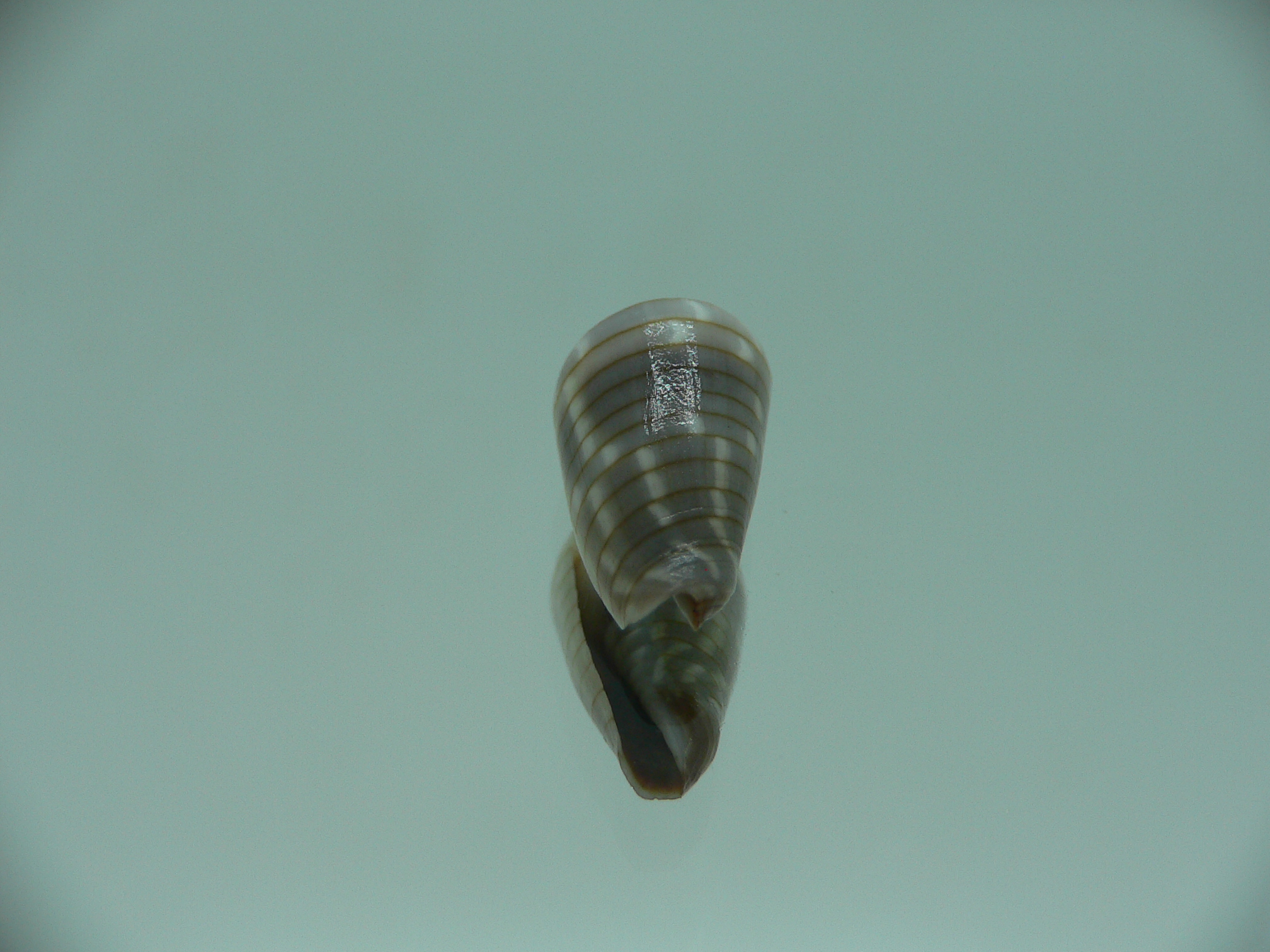 Mitra (Imbricaria) conularis