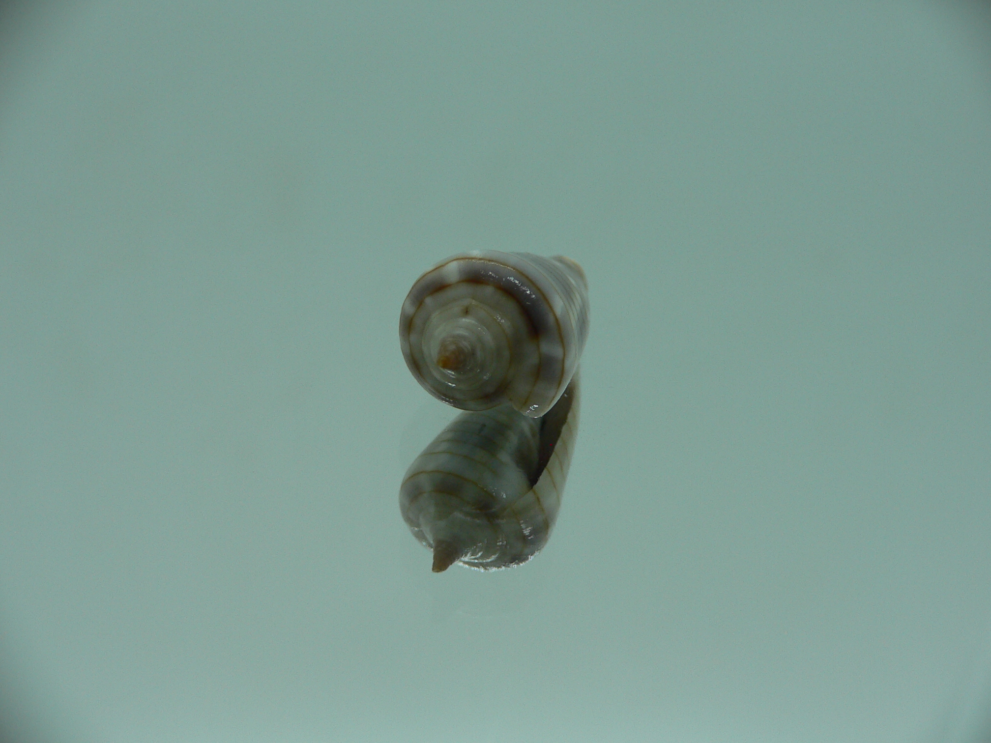 Mitra (Imbricaria) conularis