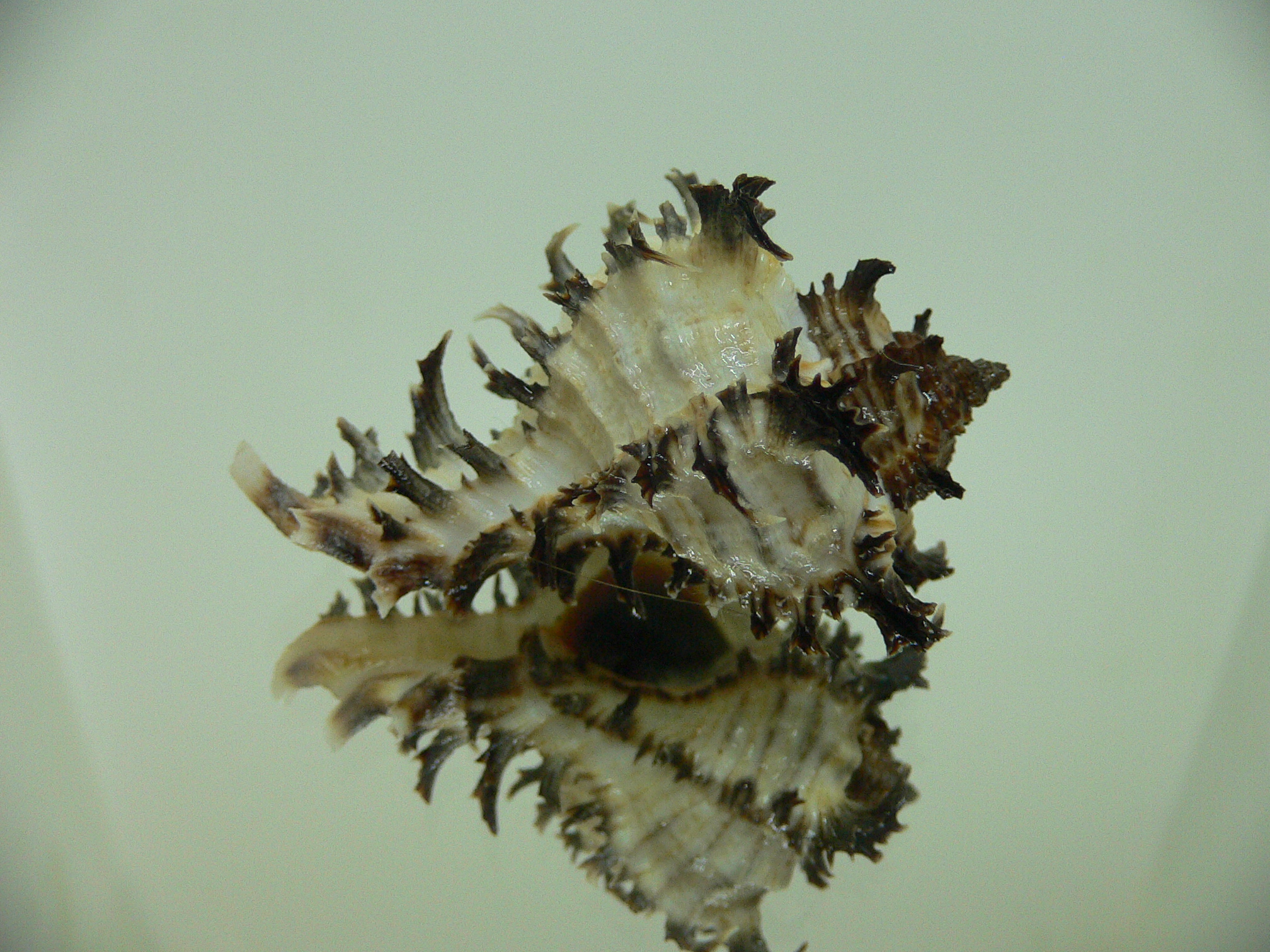 Hexaplex cichoreum cichoreum DWARF