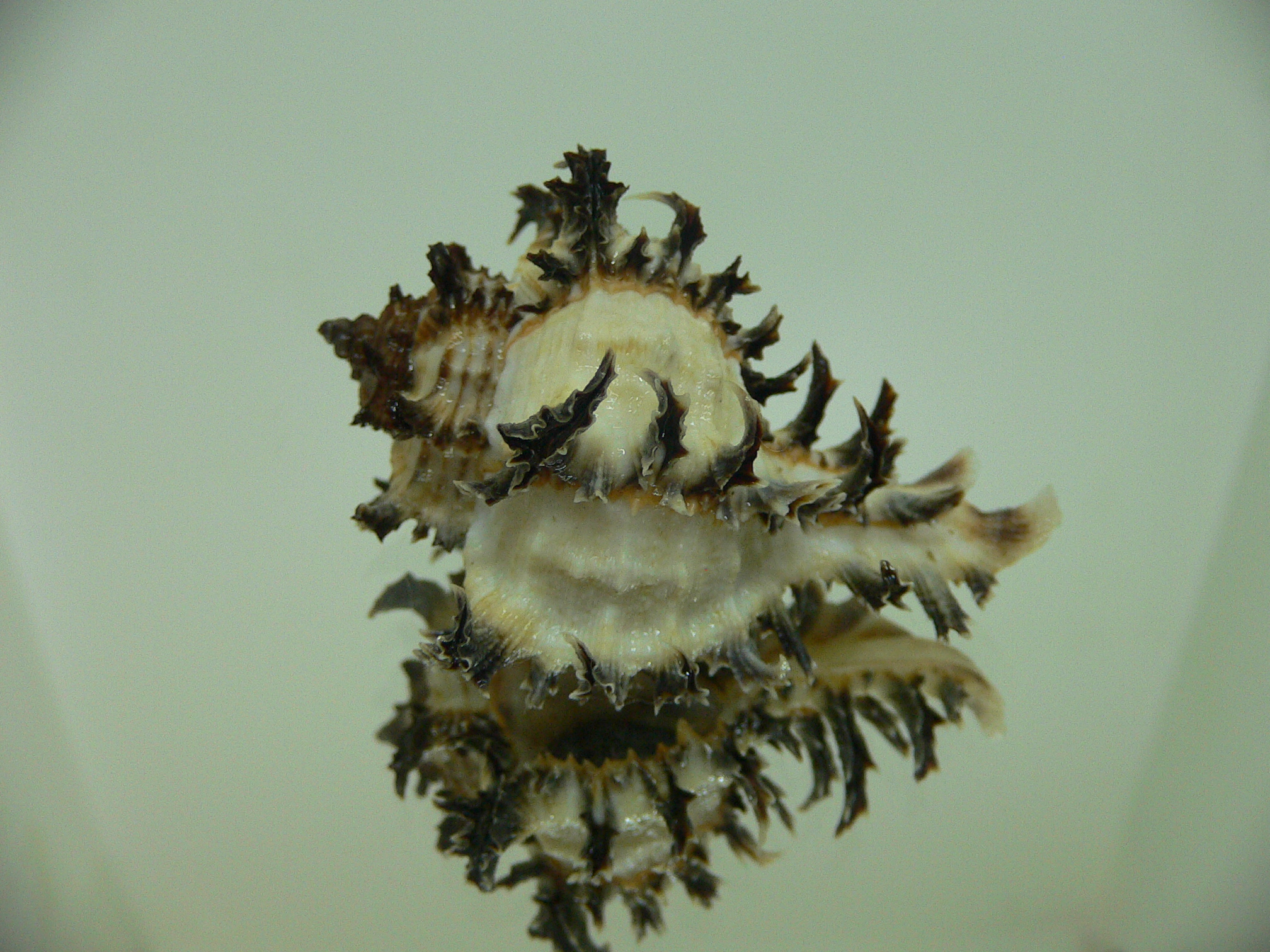 Hexaplex cichoreum cichoreum DWARF