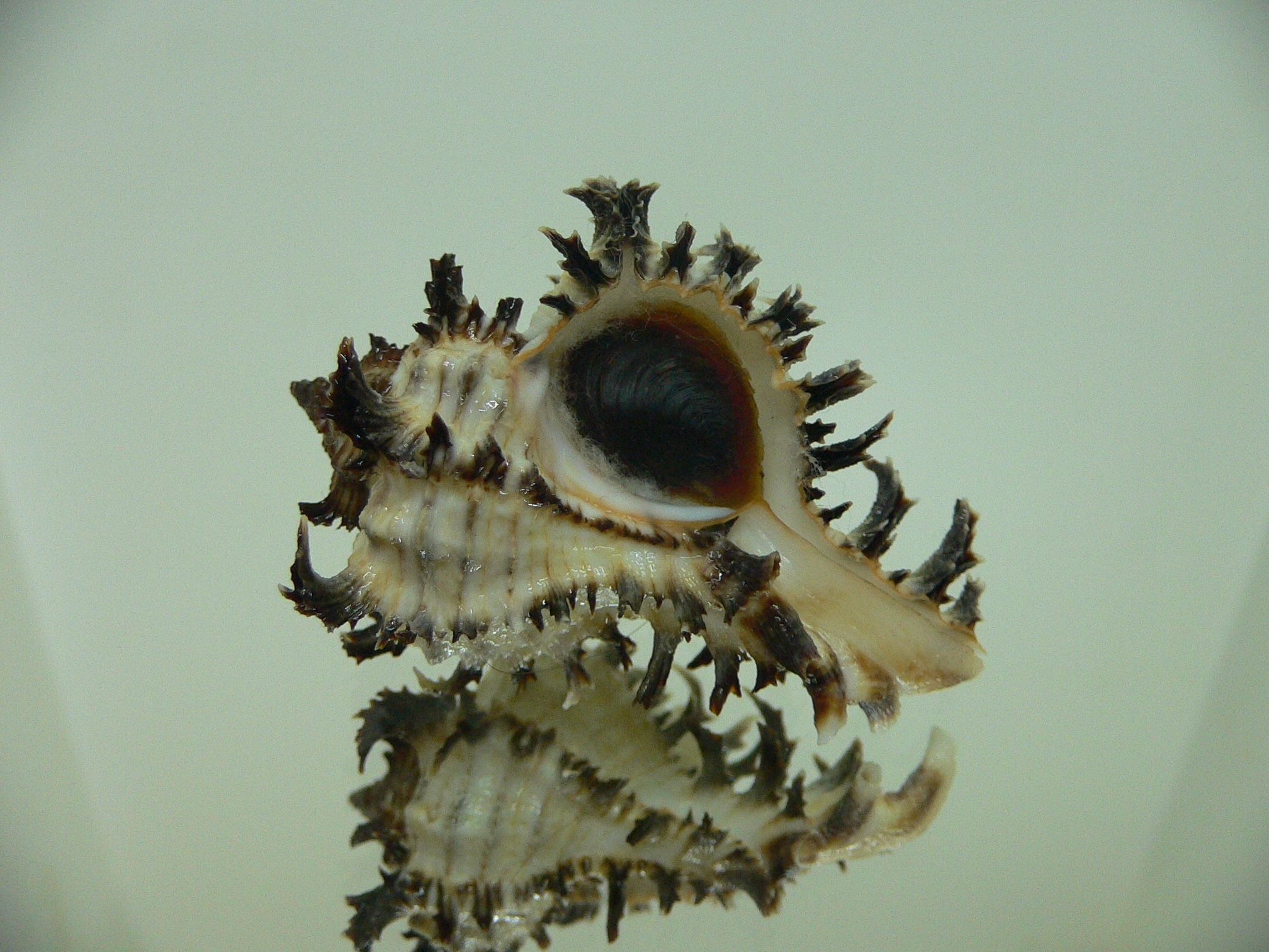 Hexaplex cichoreum cichoreum DWARF