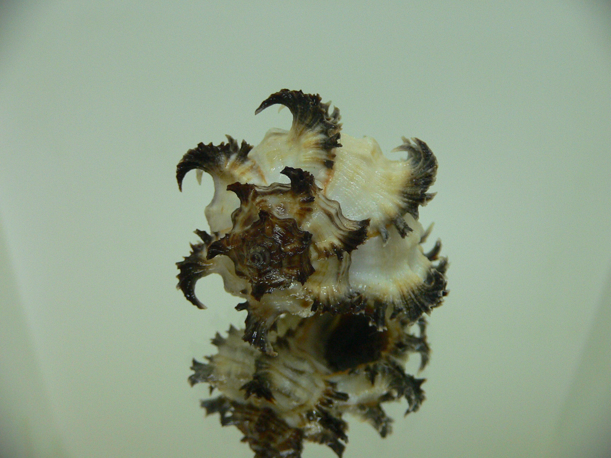 Hexaplex cichoreum cichoreum DWARF