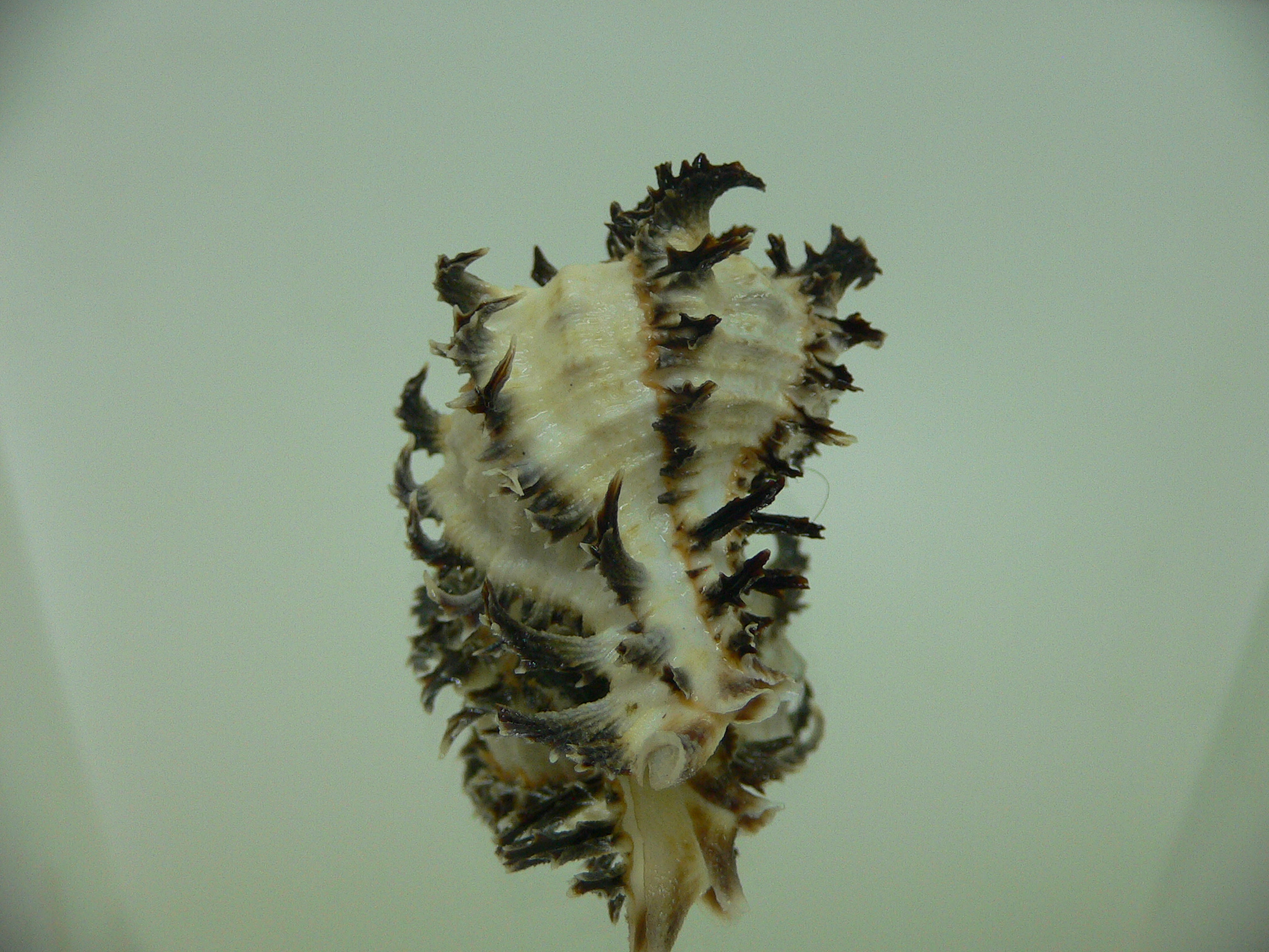 Hexaplex cichoreum cichoreum DWARF